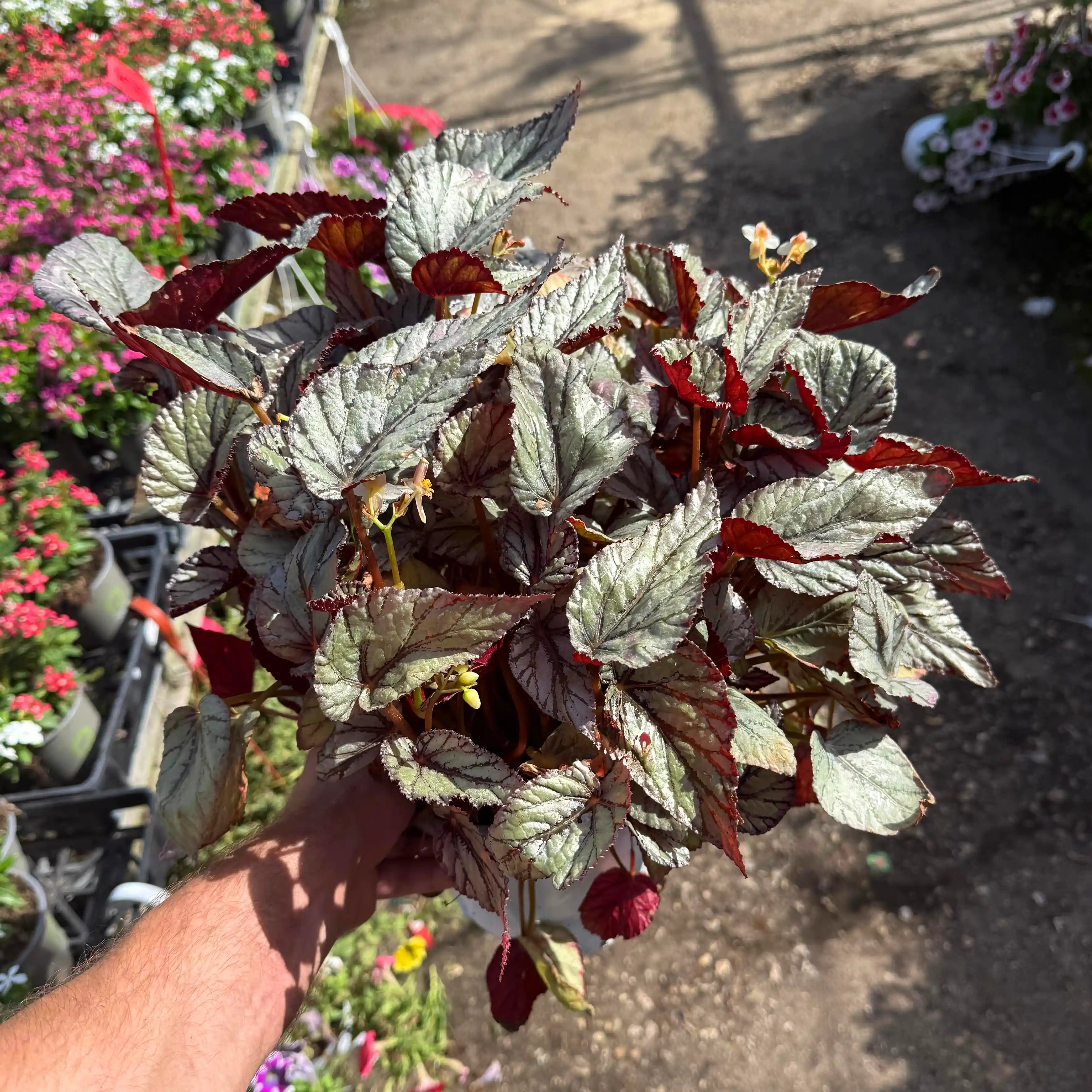 🌿 המדריך לטיפול בביגוניה רקס – איך לשמור עליה בריאה וכמה זה עולה?