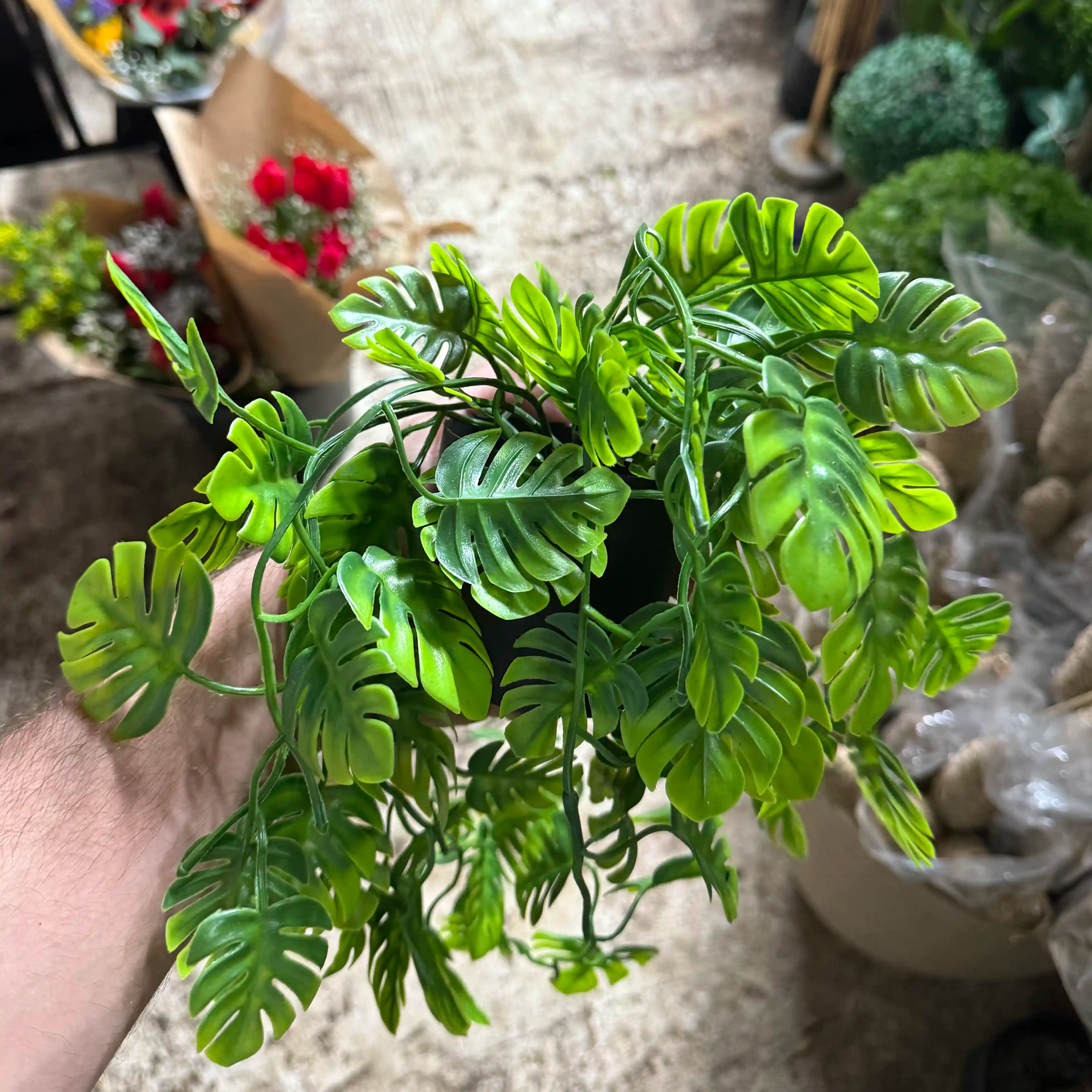 מונסטרה מלאכותי