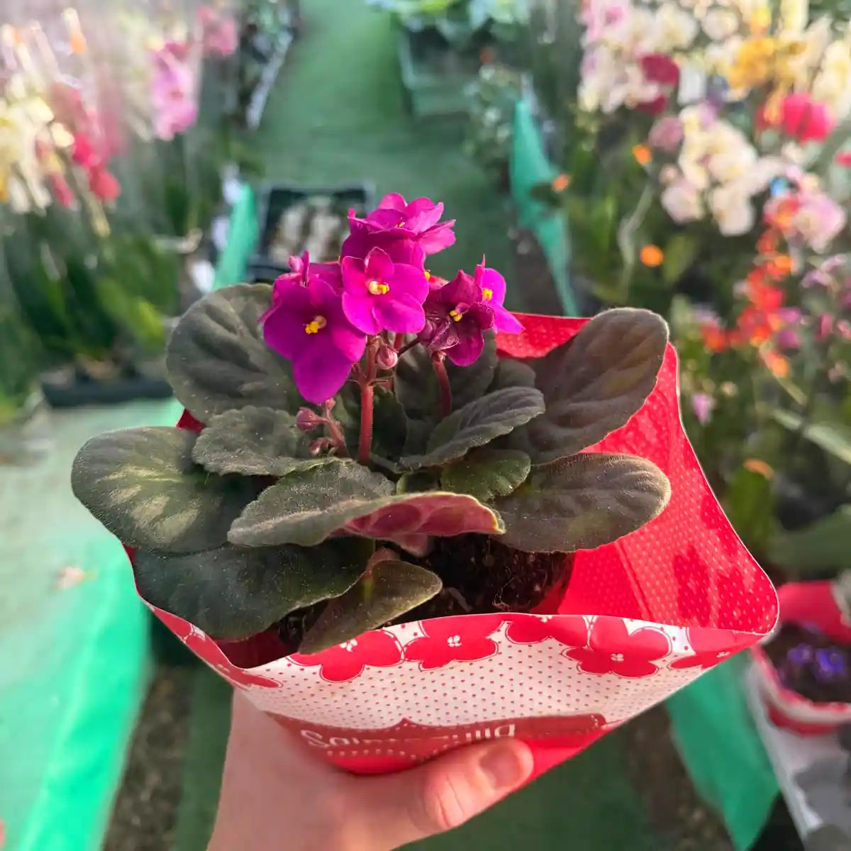 סיגליות בעציץ עטוף