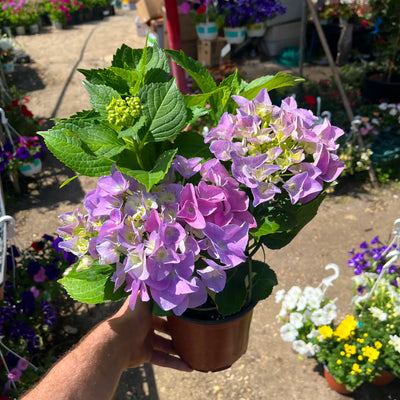 צמחים עונתיים