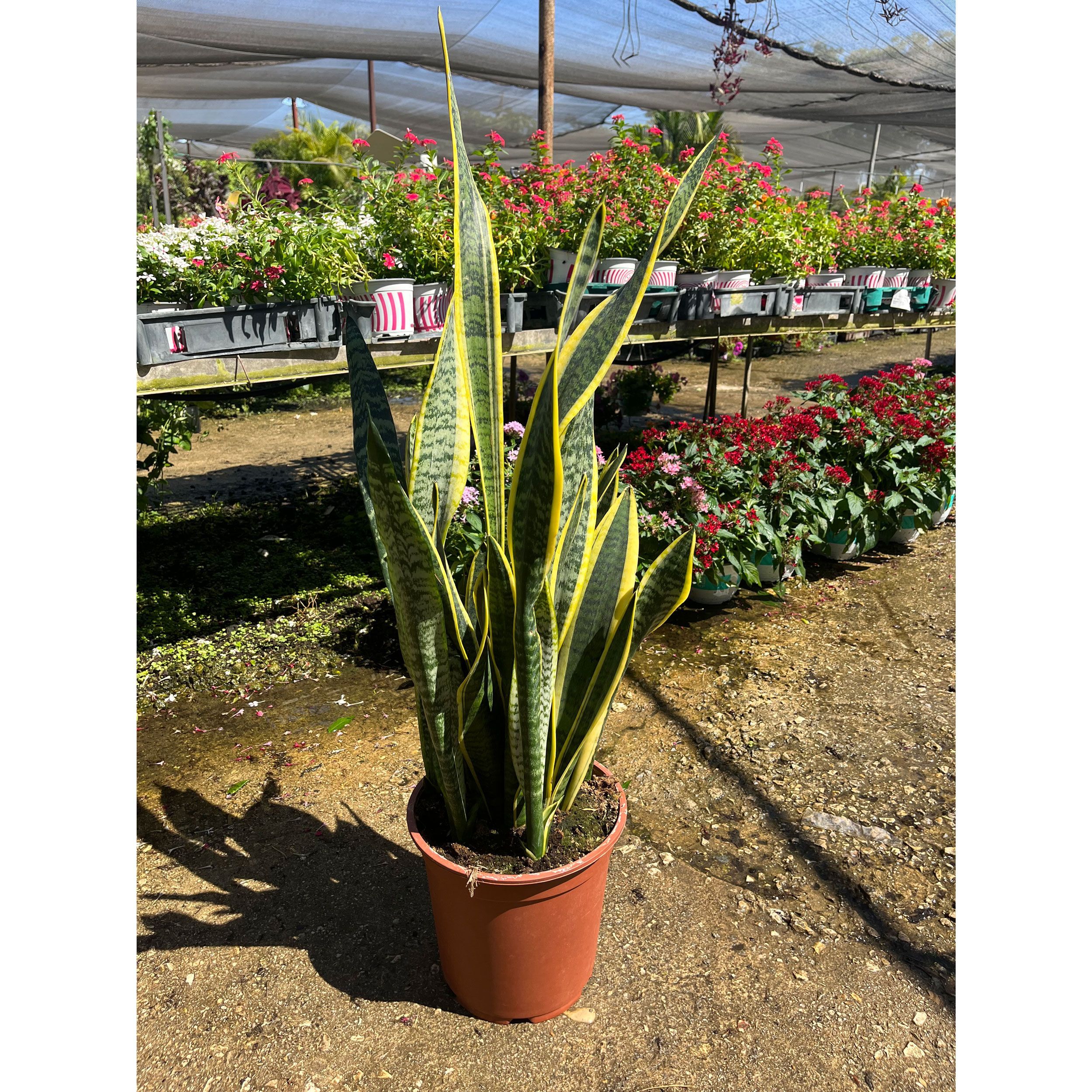 צמחים חזקים