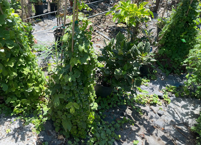 צמחים מטפסים