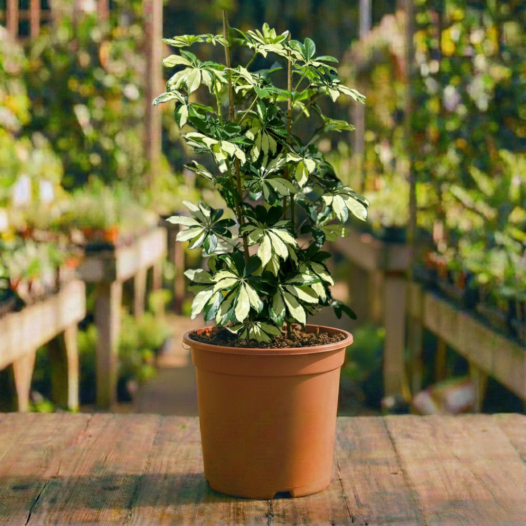 שיפלרה עציץ 24 ס"מ 10 ליטר (רב שנתי לגינה ולבית)