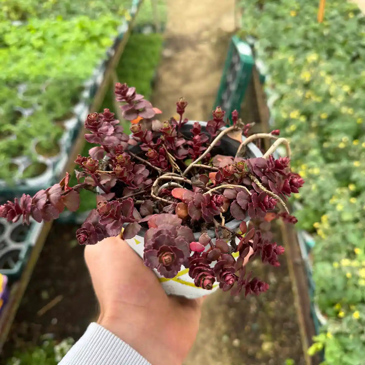 צמח צורית אדום