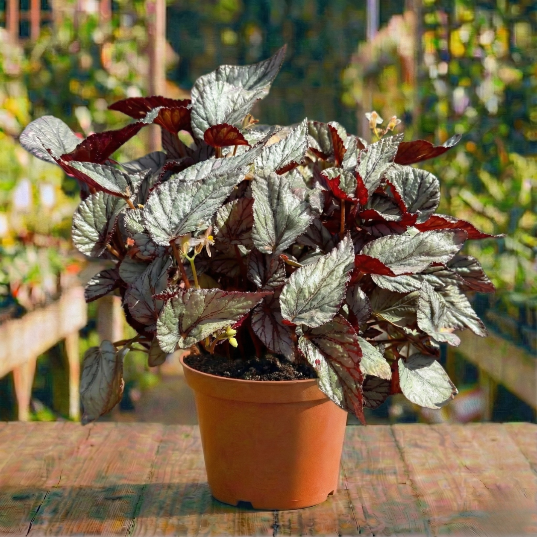 בגוניה רקס עציץ 15 ס"מ