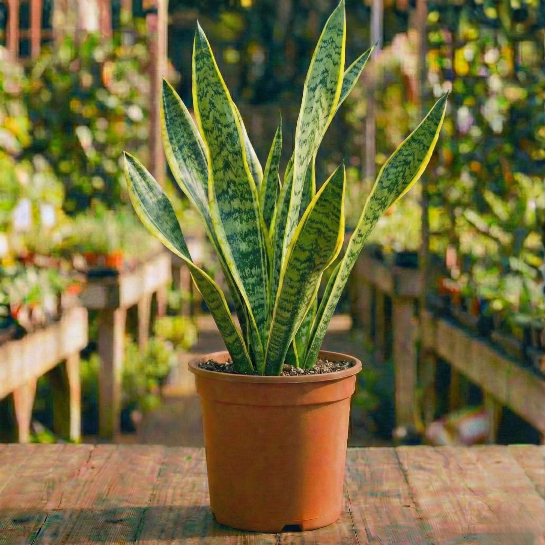 סנסיווריה קוטר עציץ 18 ס"מ (רב שנתי לבית ולגינה)