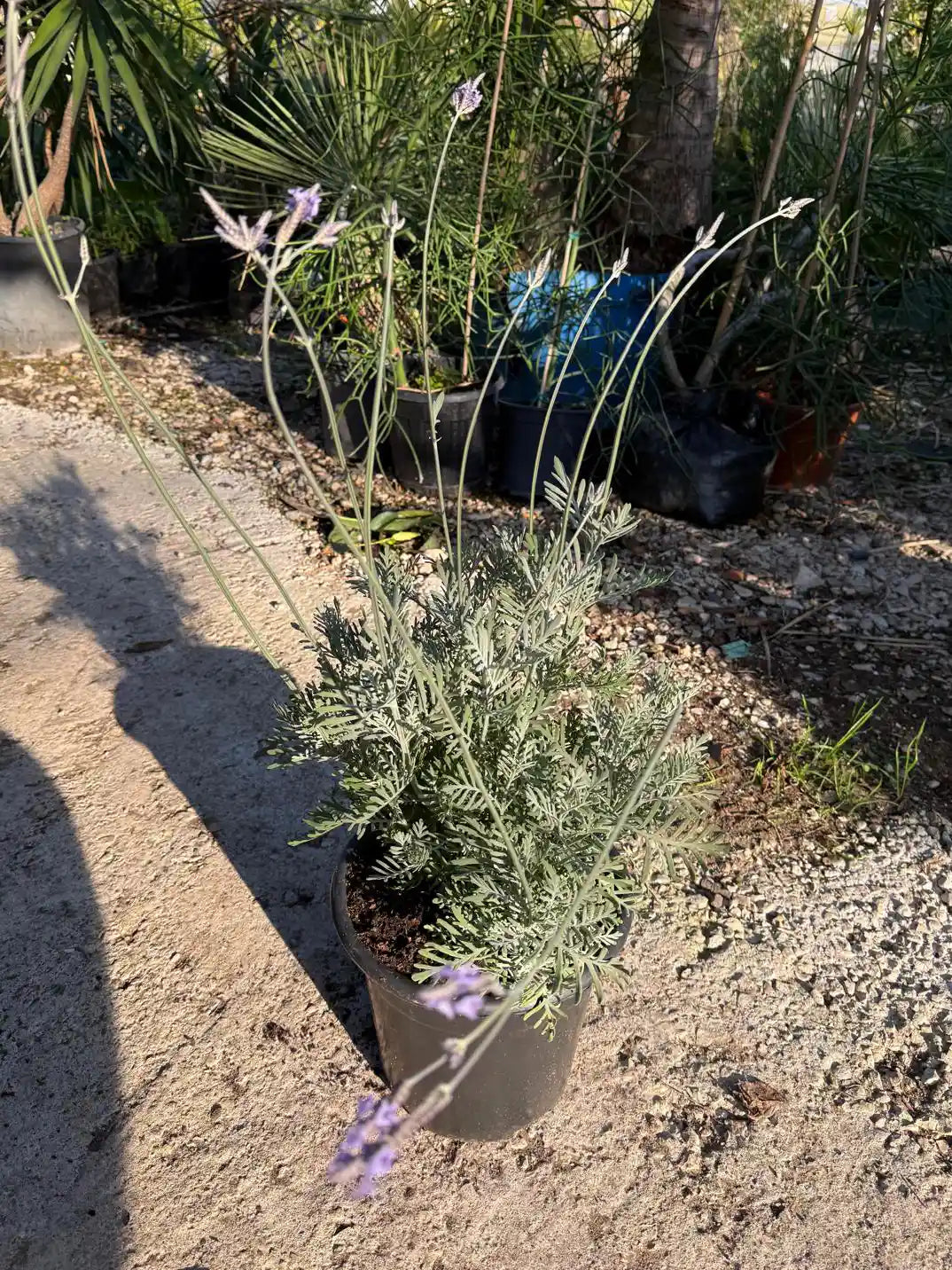 צמח לבנדר בעציץ 10 ליטר