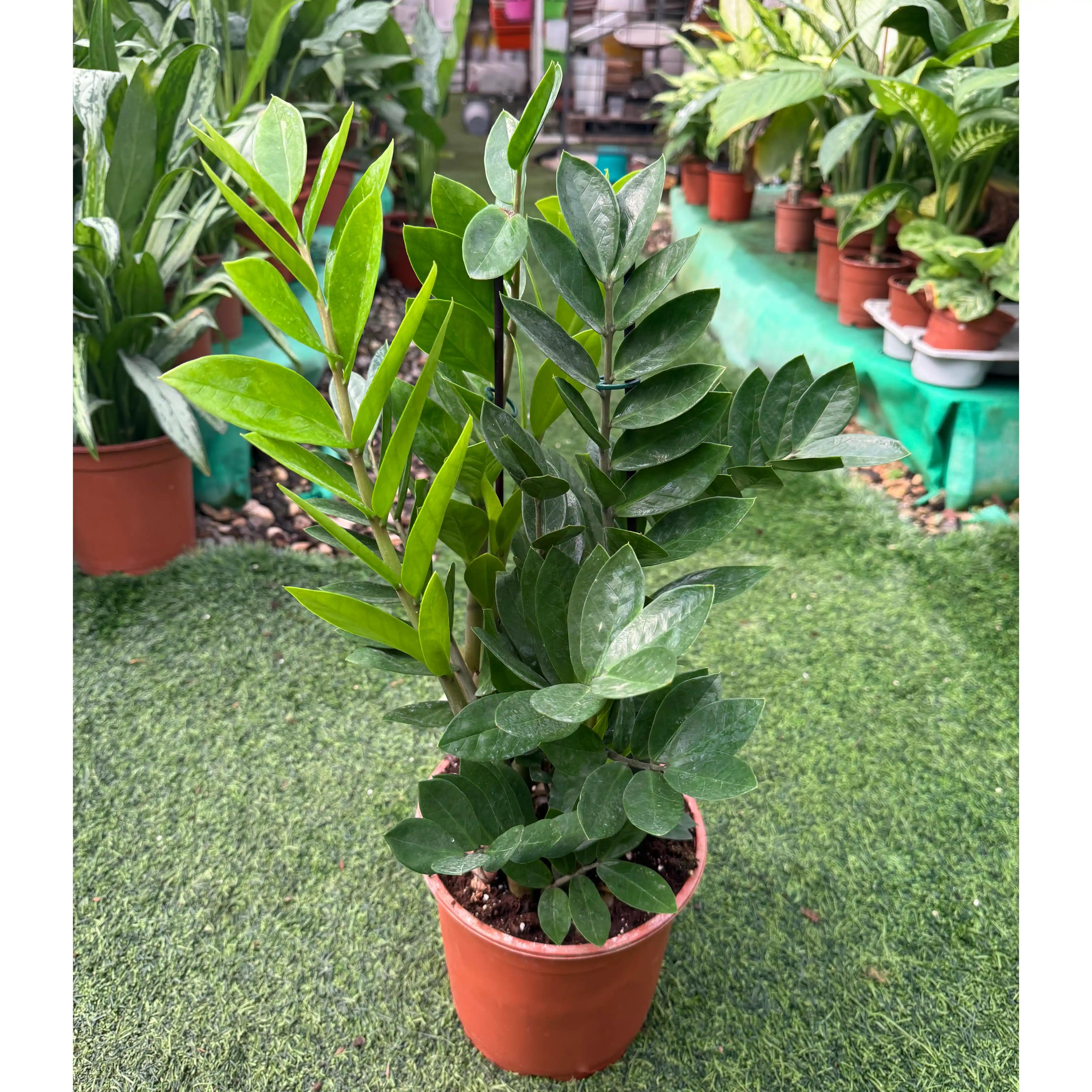 צמח זמיה קוקוס על רצפת דשא ירוקה בכד חום