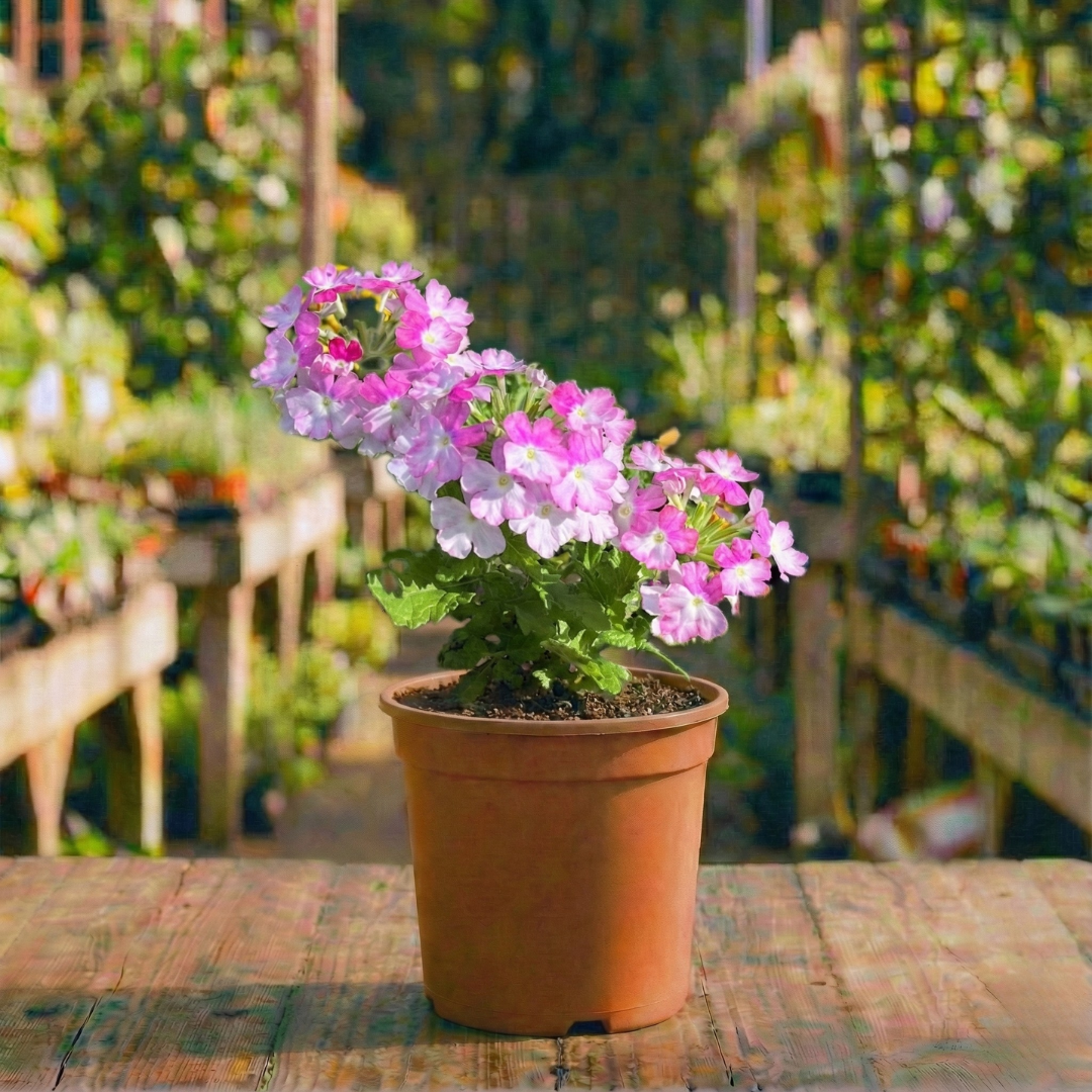 ורבנה קוטר עציץ 12 ס"מ (רב שנתי לגינה)