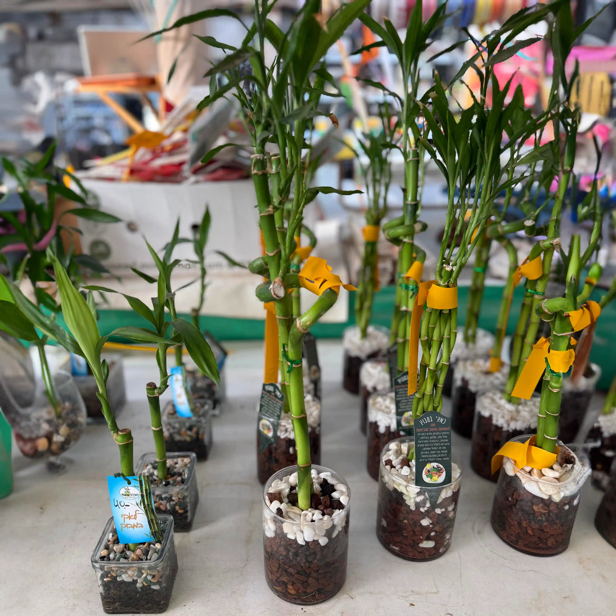 Bamboo plants in small pots with decorative elements on a table.