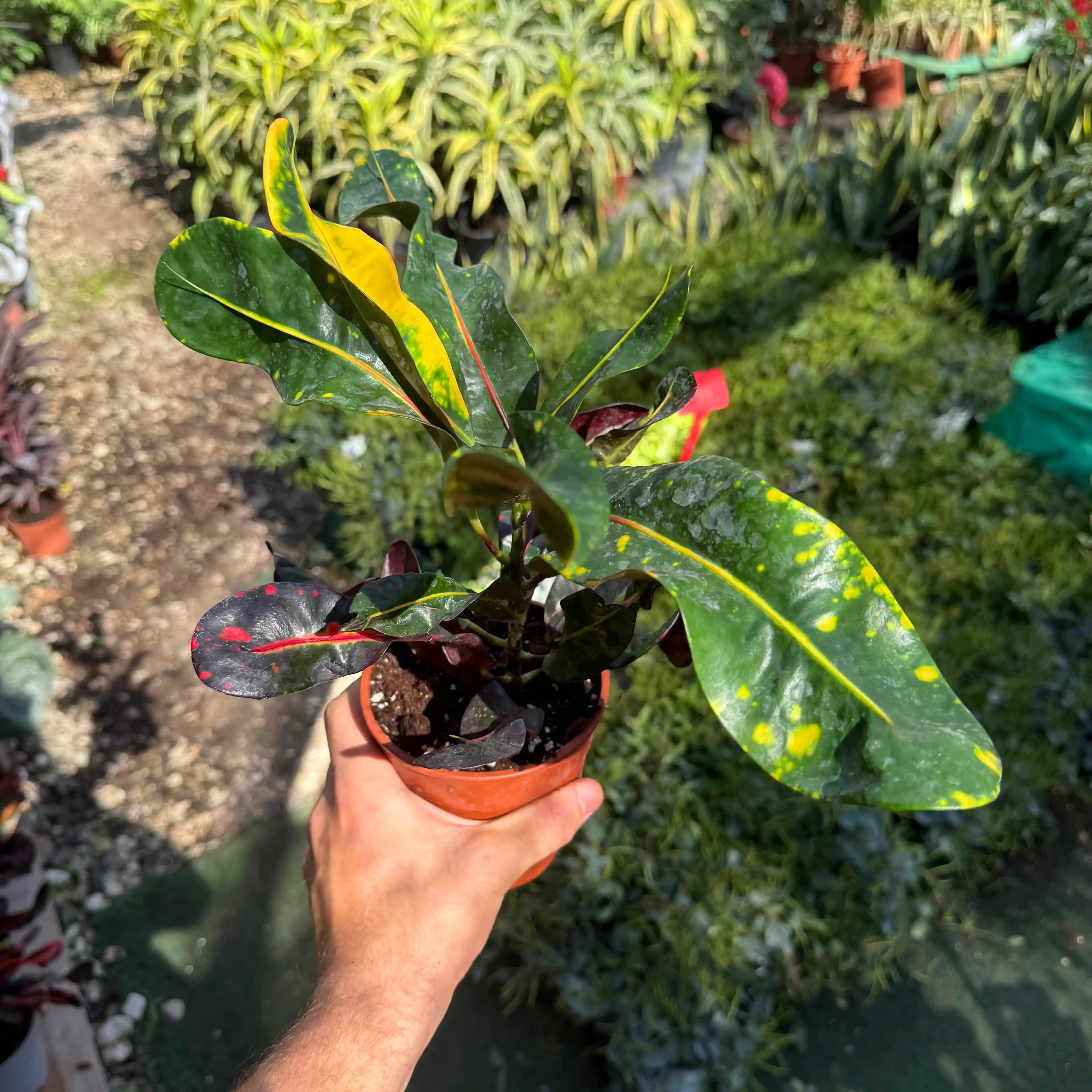 קרוטון מסולסל קטן עם עלים צהובים ירוקים ואדומים