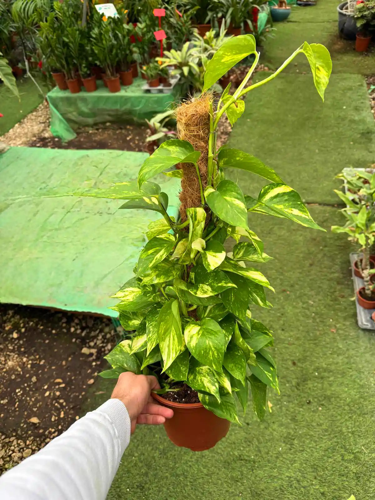 פוטוס רב שנתי לבית