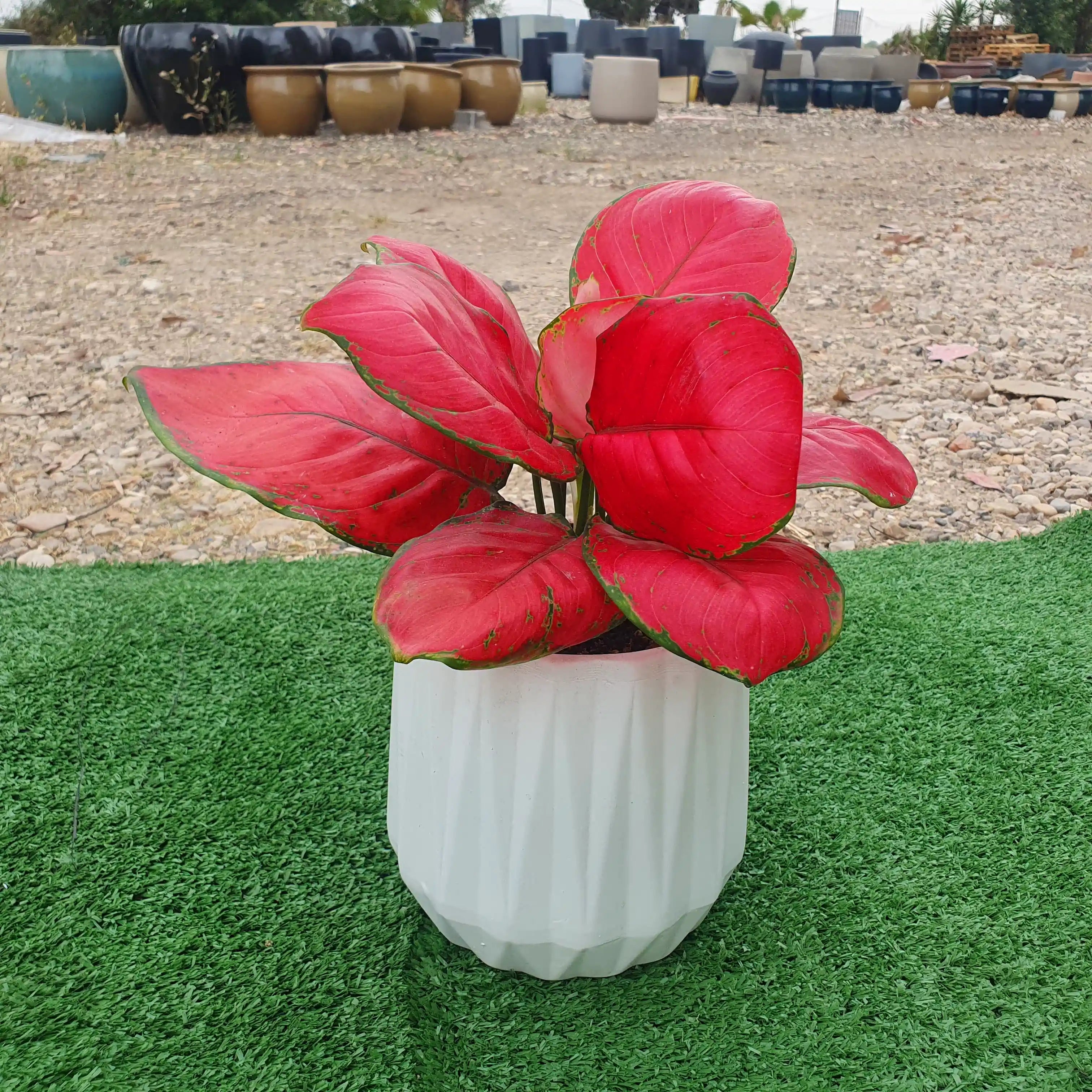 כד קרמיקה יהלום 💎