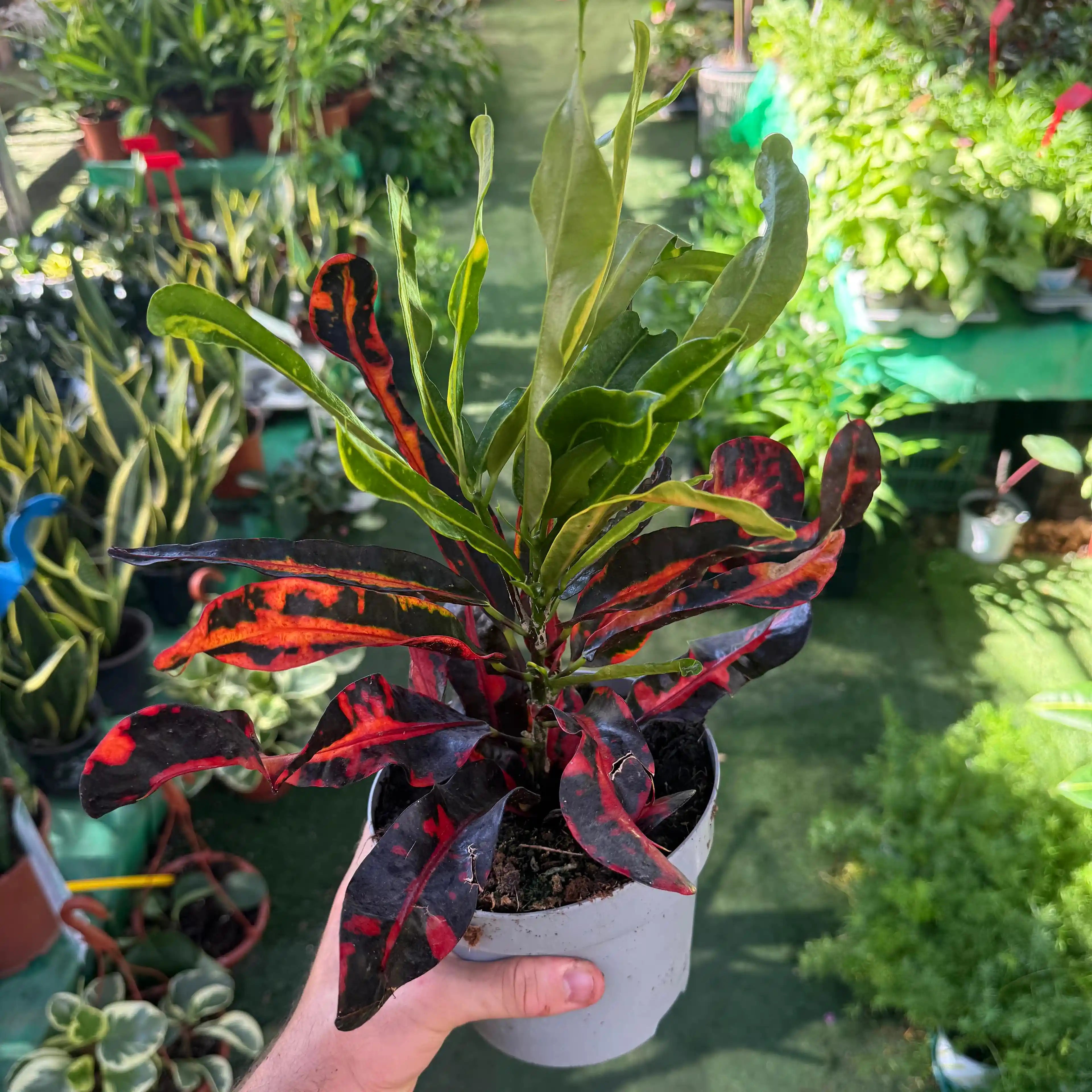 צמח קרוטון מסולסל עם עלים בצבע אדום צהוב וירוק בעציץ לבן