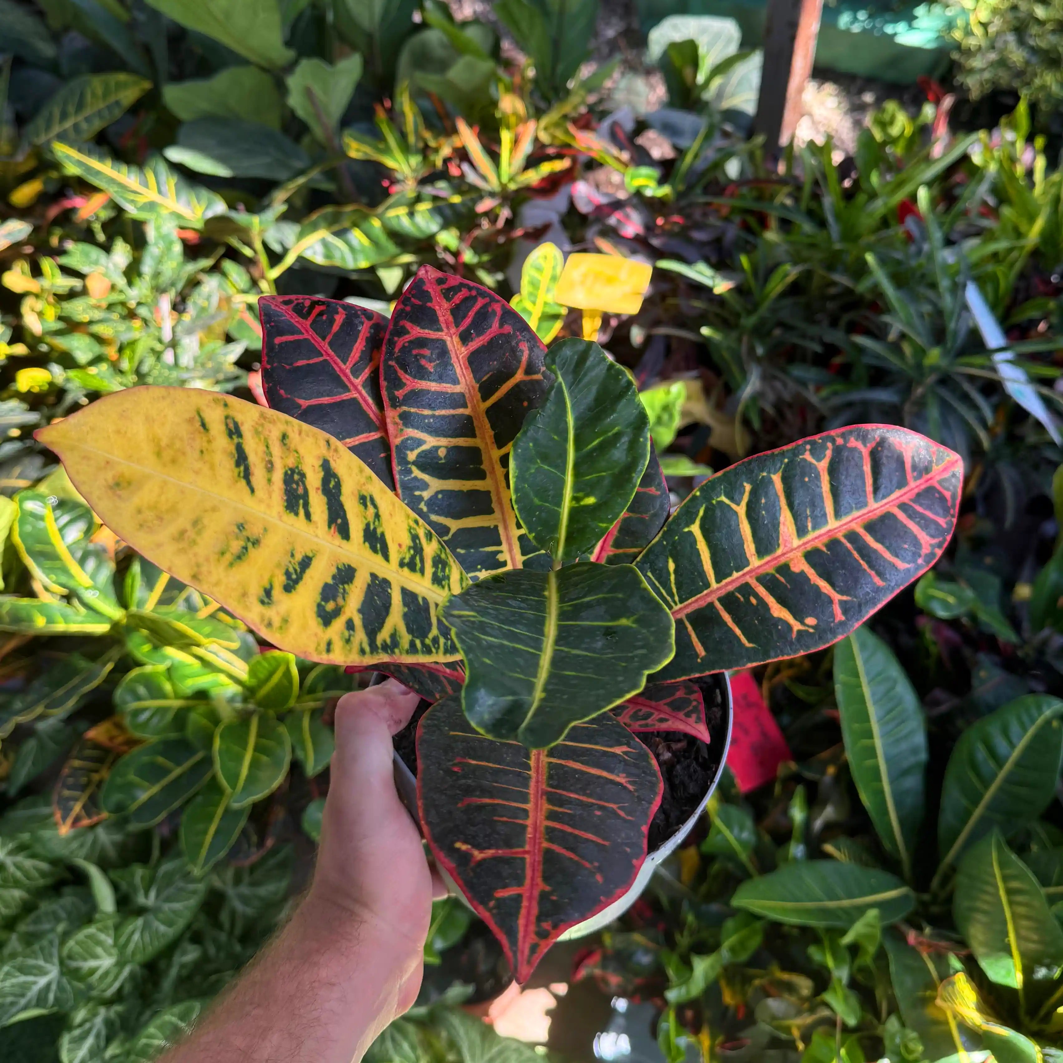 יד מחזיקה צמח קרוטון צבעוני ברקע של צמחים דומים