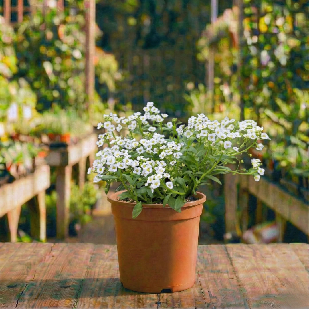 סלסלי כסף קוטר עציץ 12 ס"מ (עונתי חורף-סתיו לגינה)