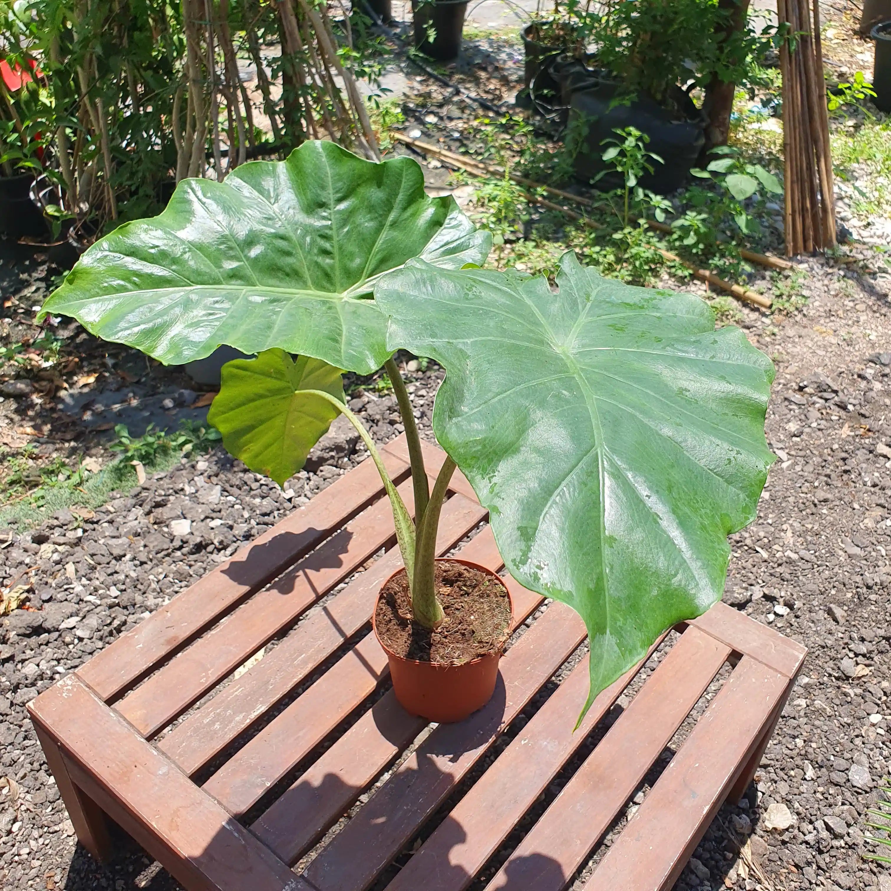 אוזן פיל אלוקסיה בינוני