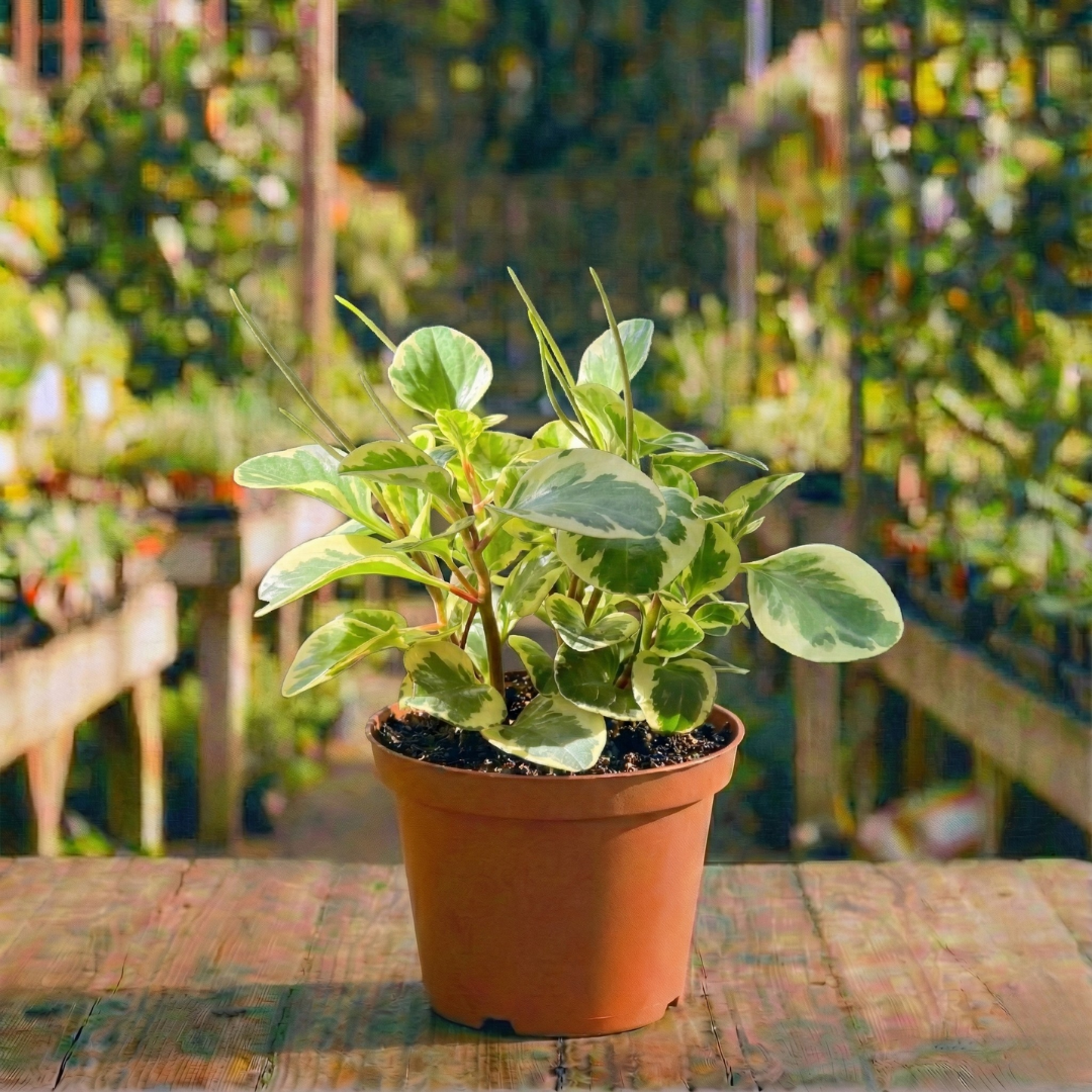 פפרומיה מגניפולה