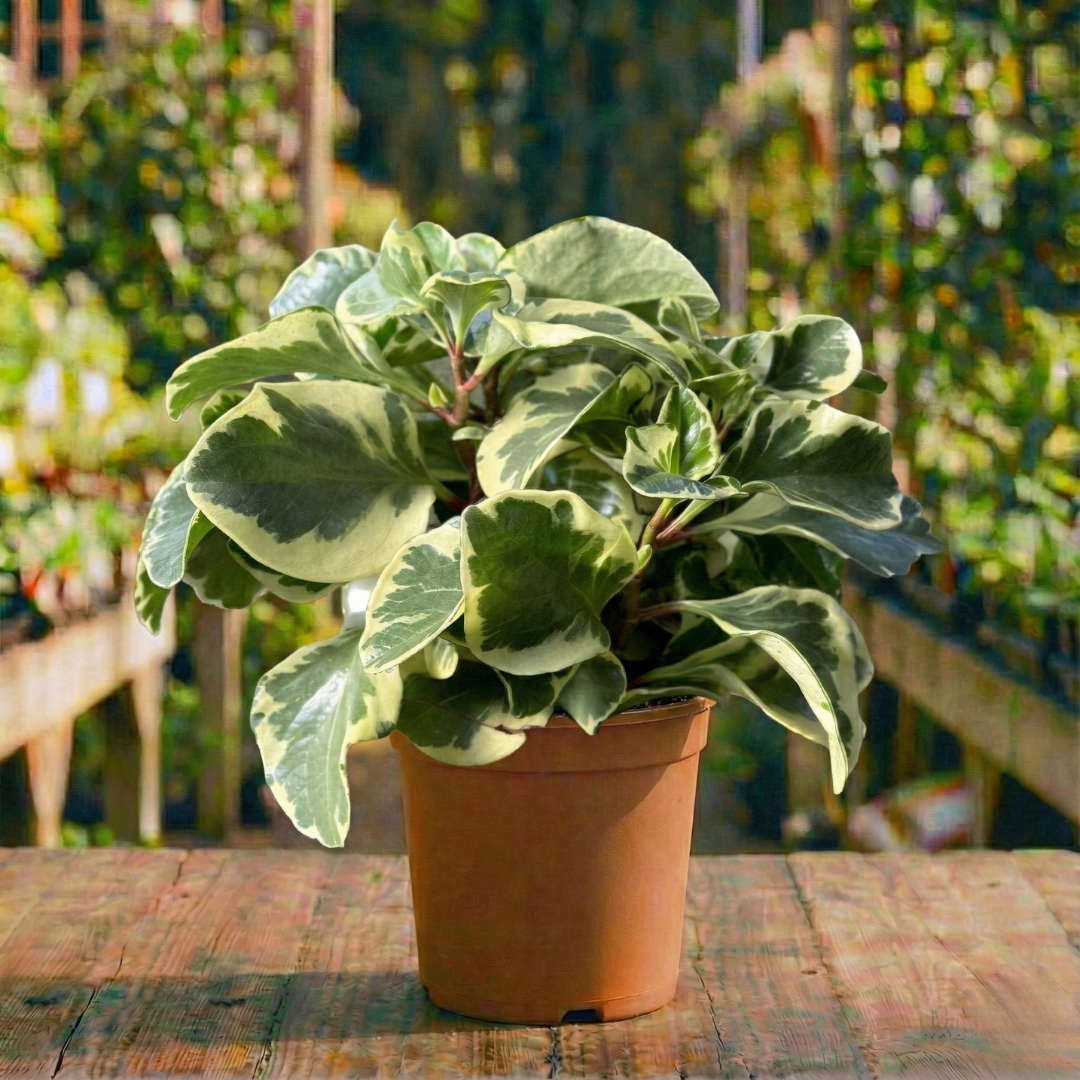 פפרומיה מגניפולה