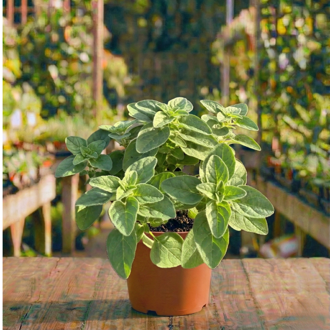 אורגנו עציץ 12 ס"מ (רב שנתי לגינה)