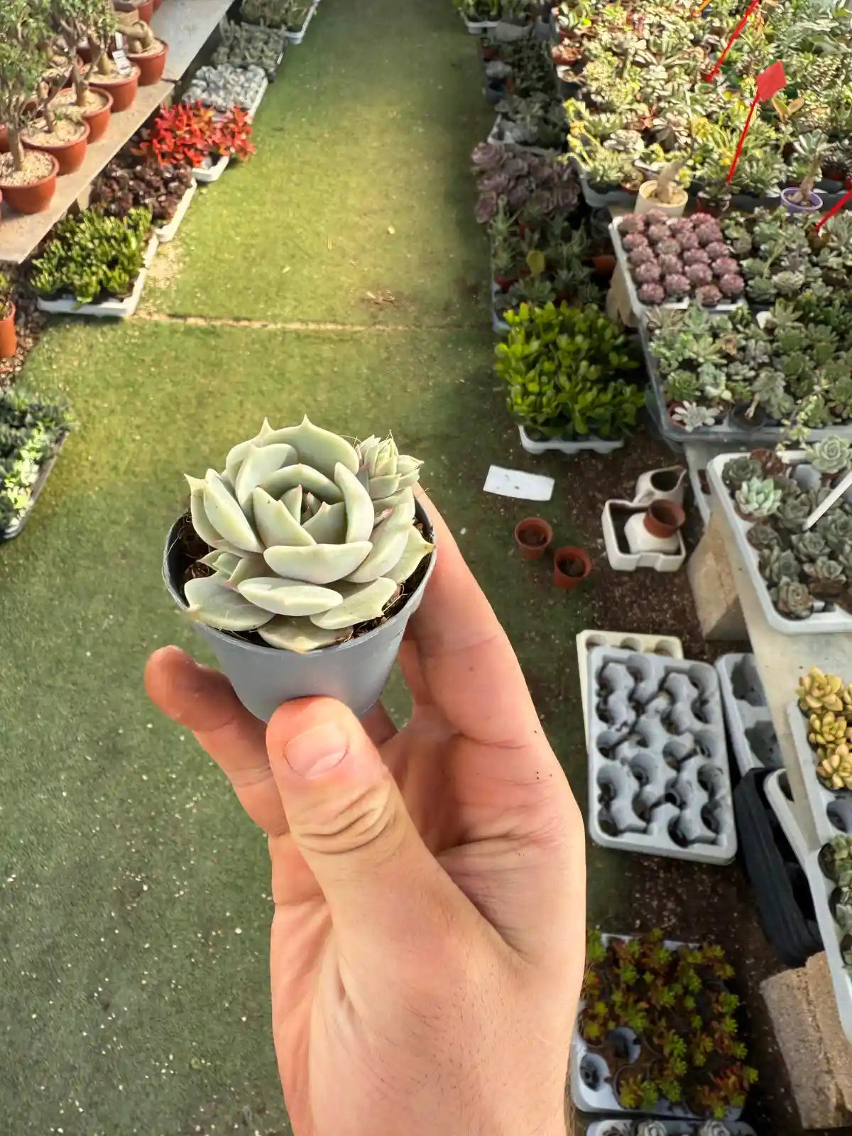 סוקולנט קטן