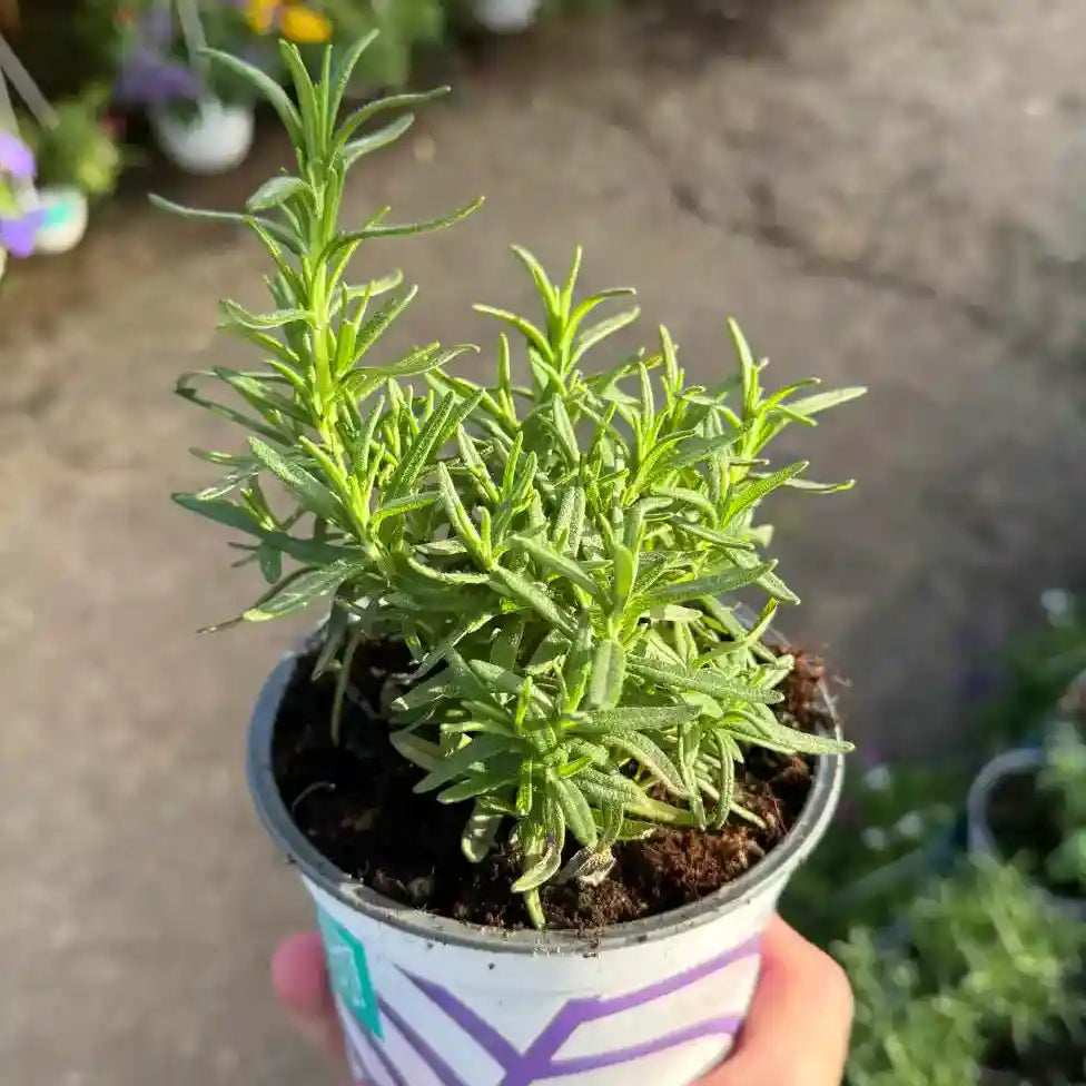 עציץ תבלין רוזמרין