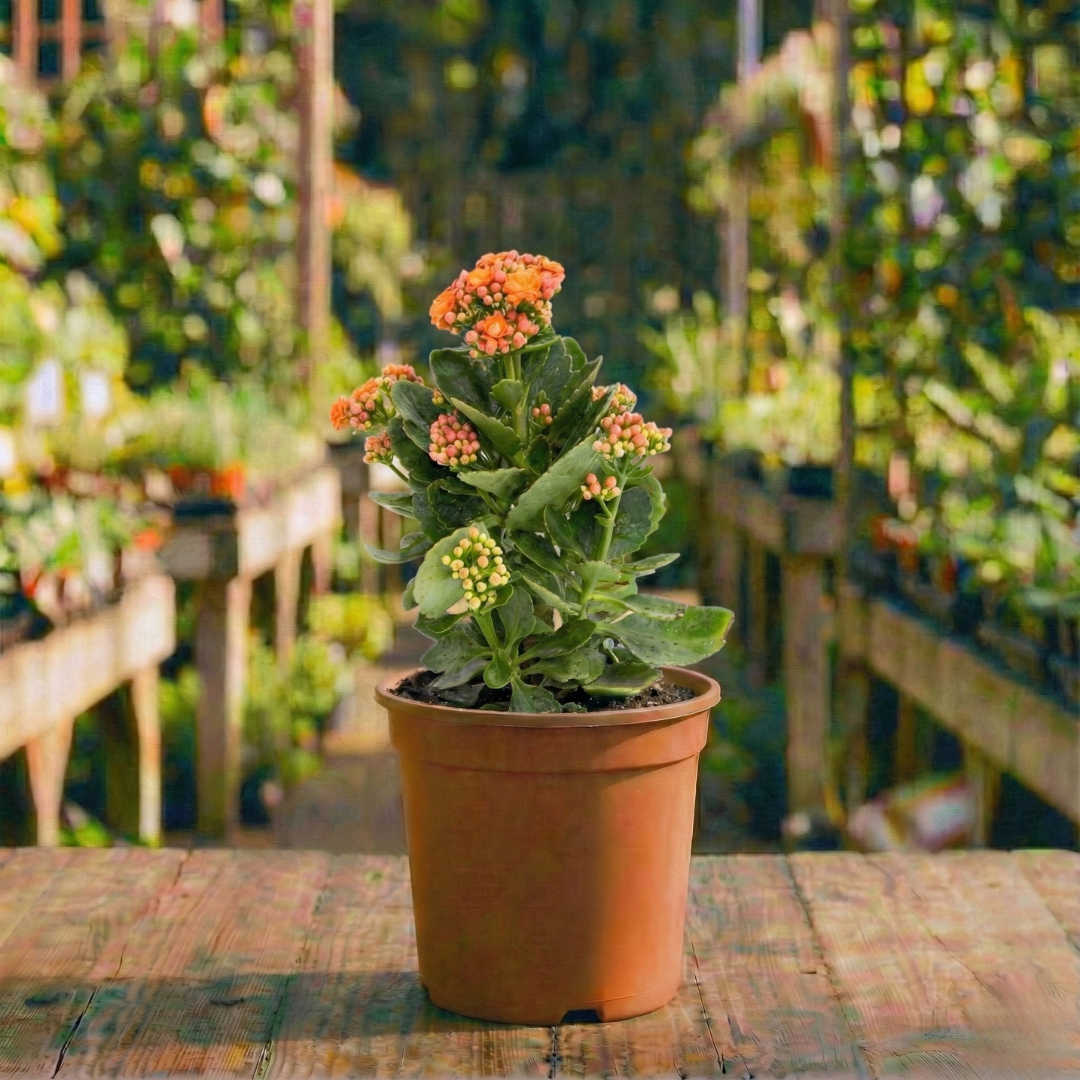 ניצנית רב שנתי לבית ולגינה