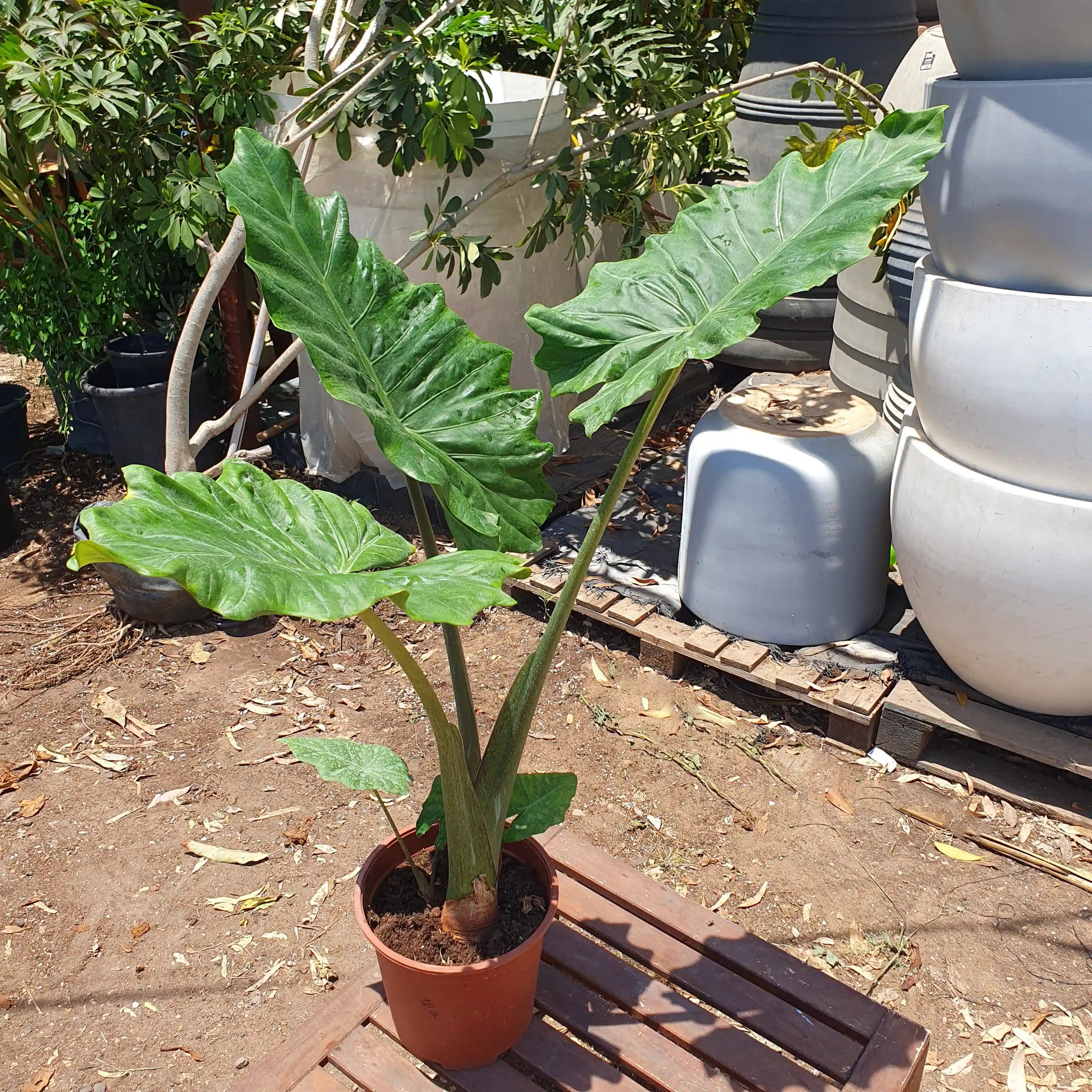 אוזן פיל אלוקסיה בעציץ 24 סמ