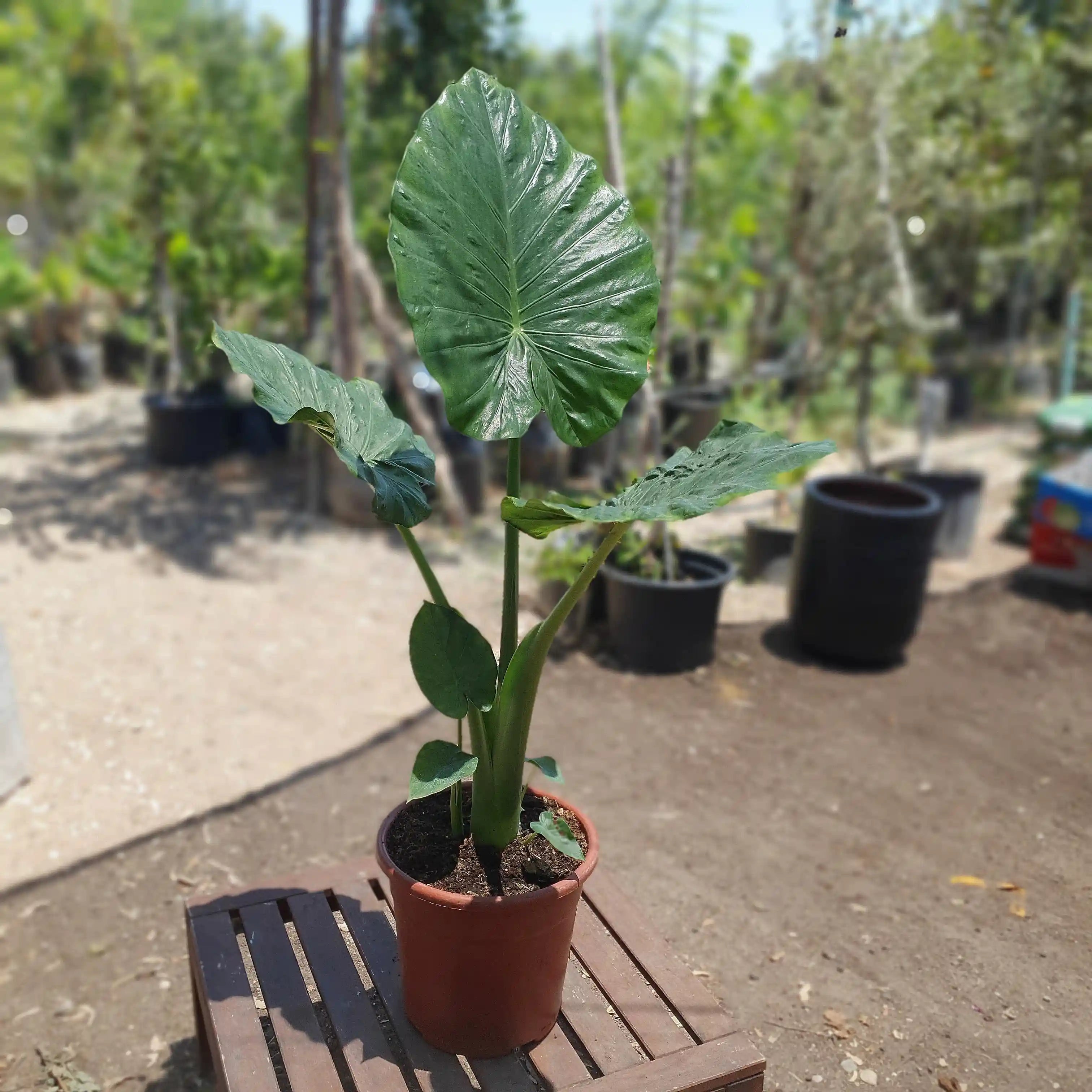 אוזן פיל אלוקסיה גדול