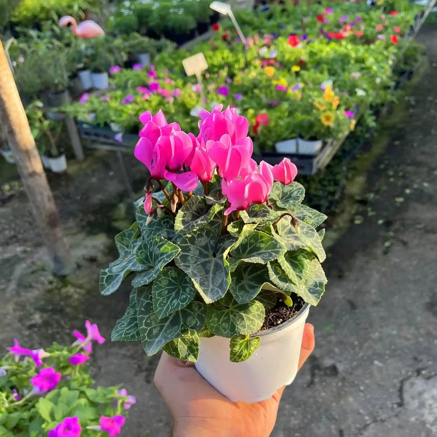 צמח רקפת בעציץ לבן עם פרחים ורודים מוחזקת על ידי יד