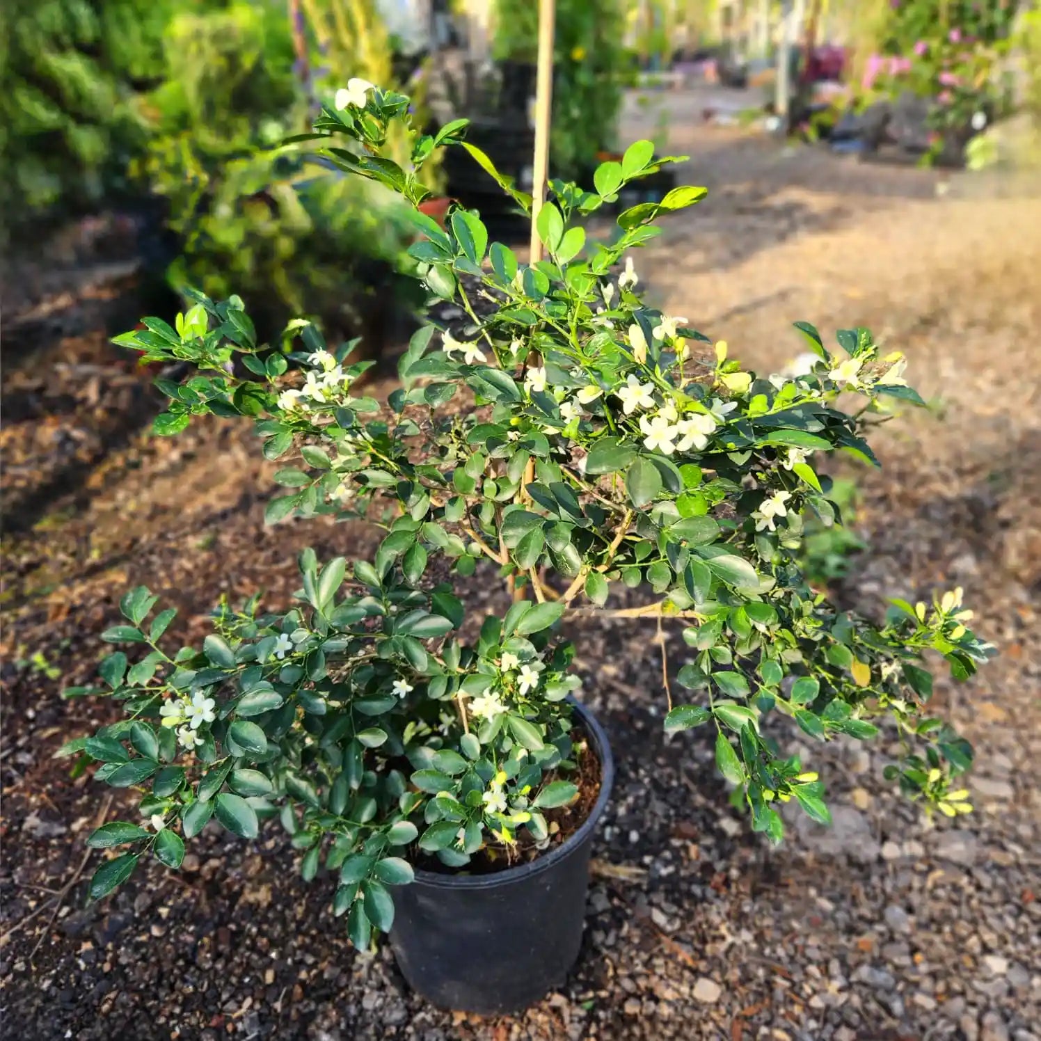 צמח מוריה מכבדית שתולה בעציץ עם עלים ירוקים ופרחים קטנים לבנים ריחניים