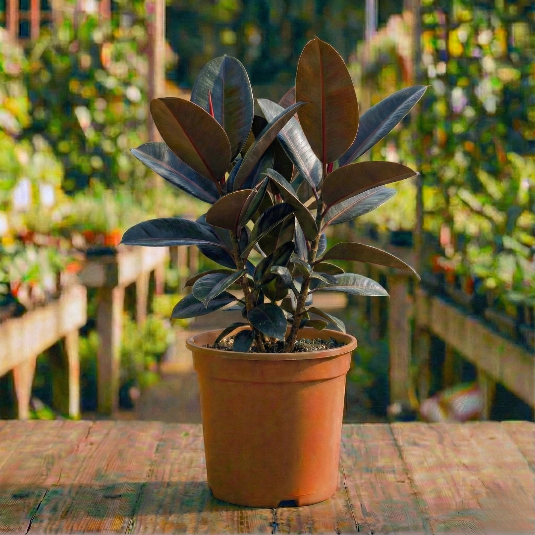 פיקוס גומי שלושה ענפים 10 ליטר