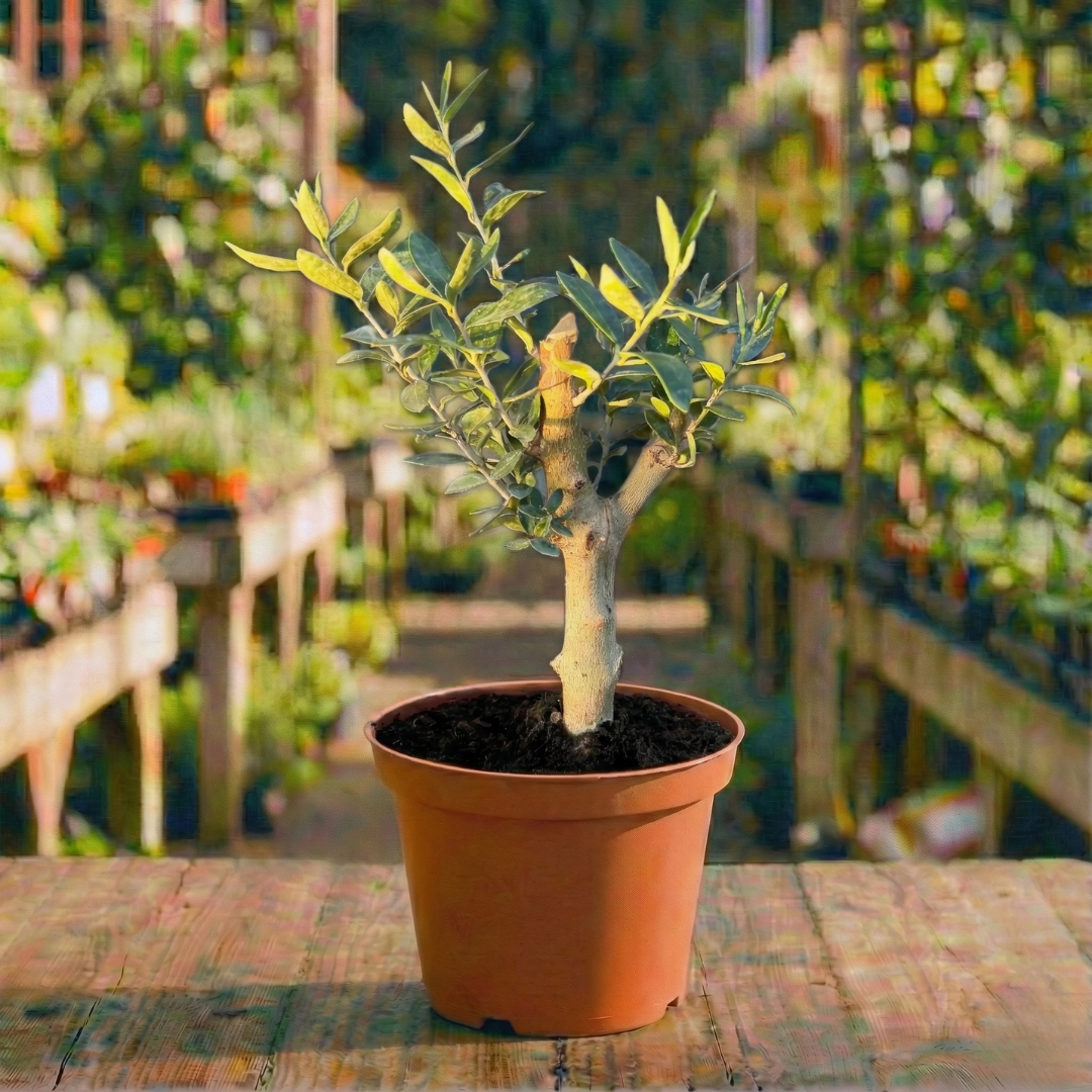 עציץ זית קוטר 12 ס"מ (רב שנתי לבית ולגינה)