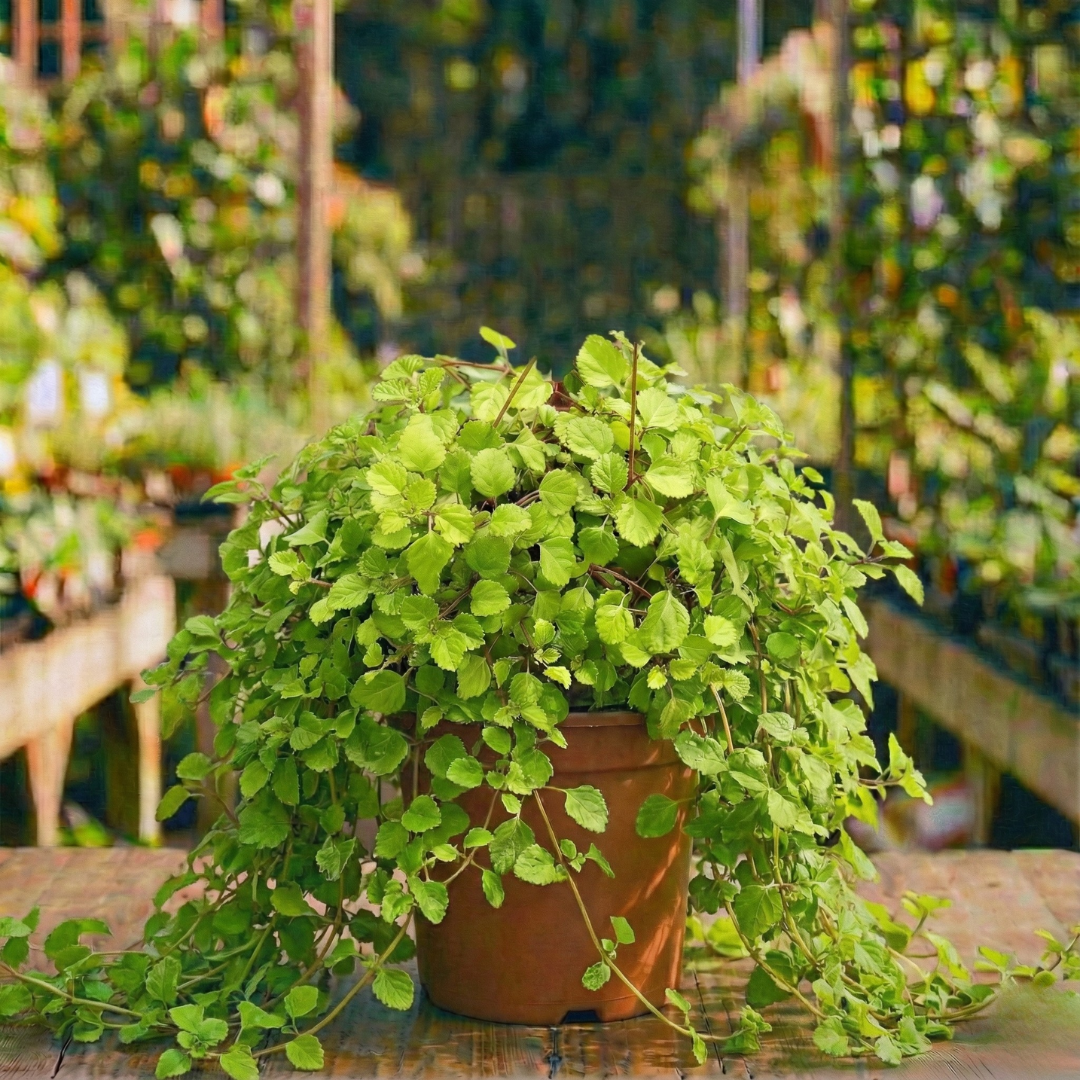 קיסוס שוודי קוטר עציץ 20 ס״מ (רב שנתי לגינה)