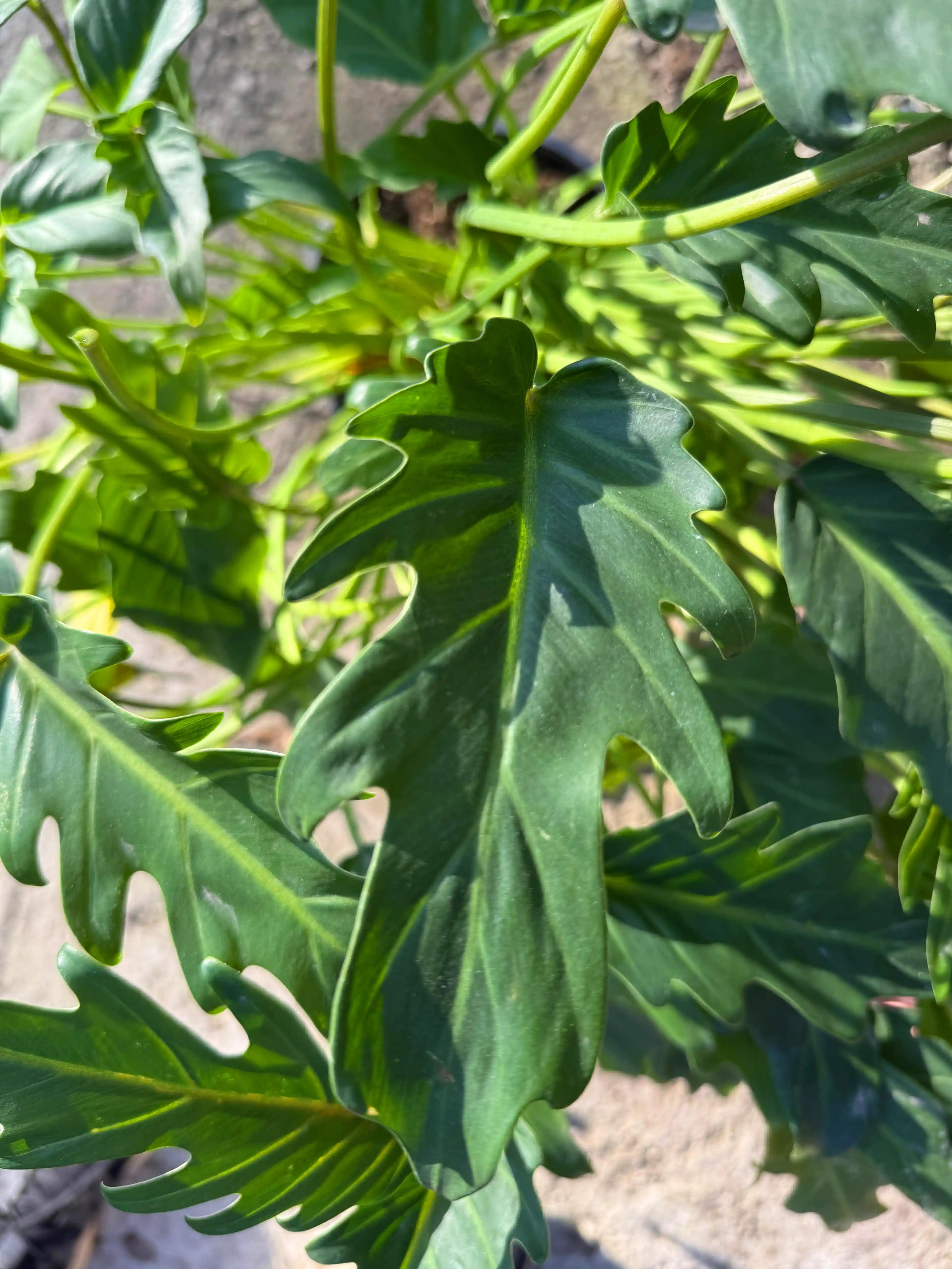 עלה של צמח קסנדו פילודנדרון מקרוב