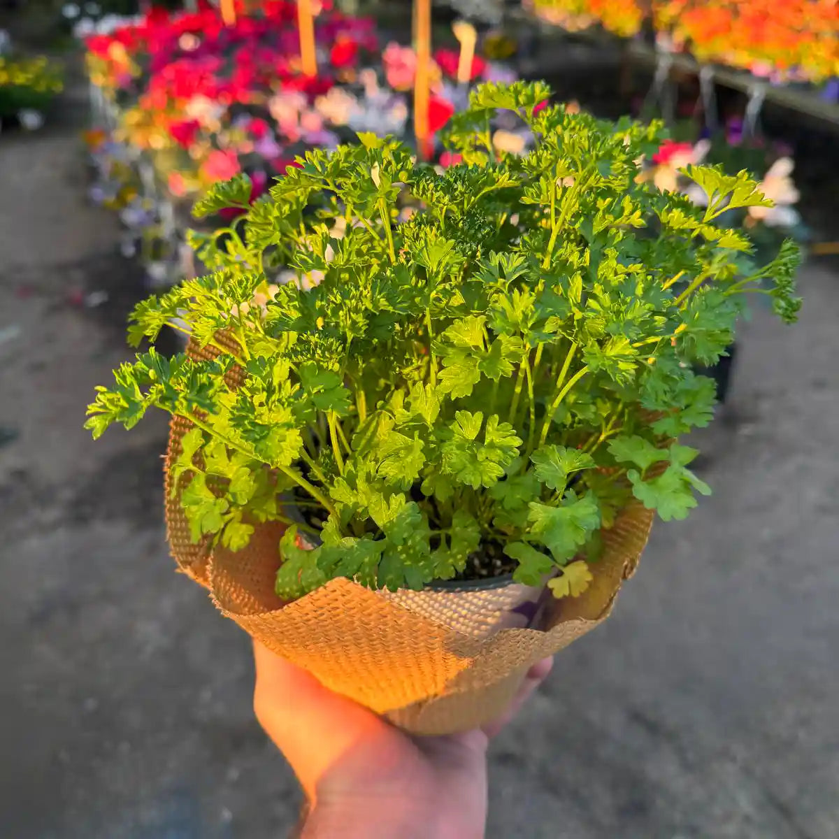 צמח פטרוזיליה בעטיפת יוטה