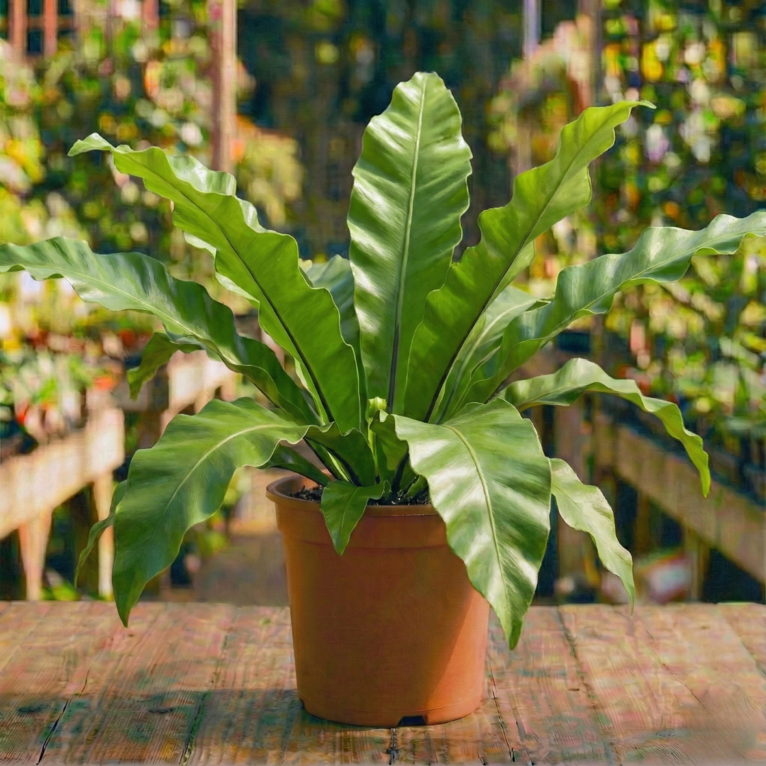 אספלנון קן הציפור קוטר עציץ 24 ס"מ (10 ליטר) (רב שנתי לגינה)