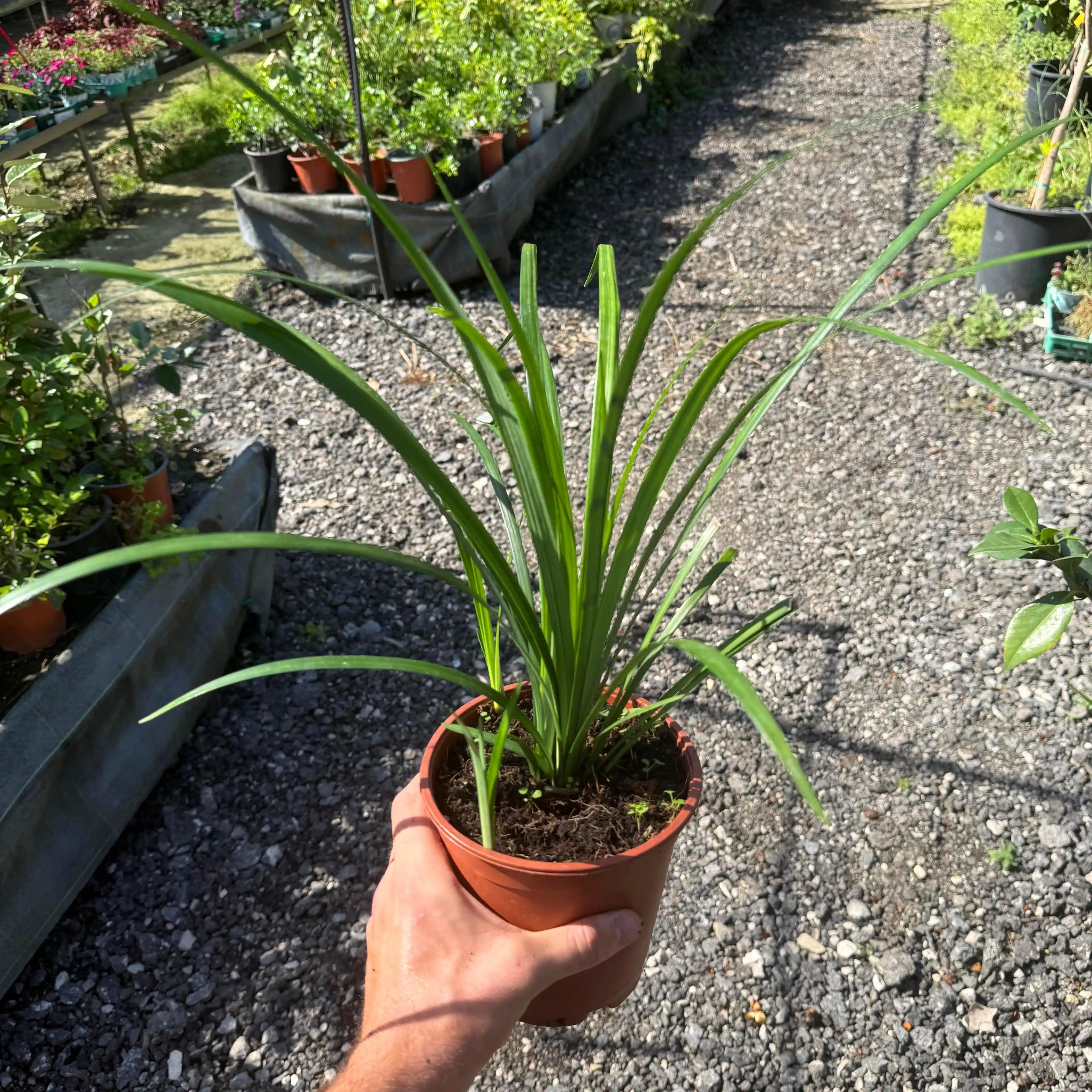 צמח לריופה בכד חום שיד מחזיקה אותו ברקע של גינה