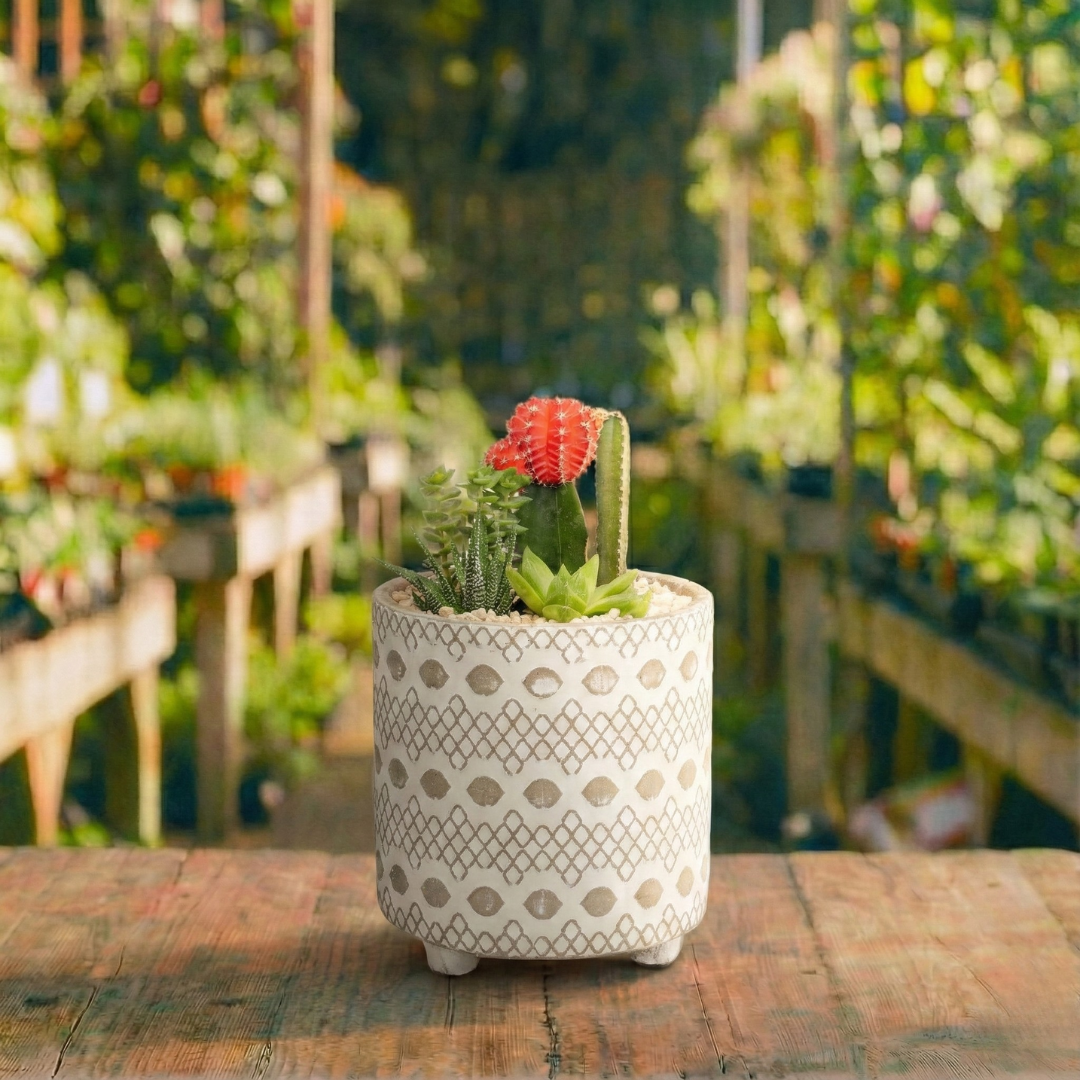 קוקטייל קקטוס קטן בעציץ מגדלים קוטר 15 ס"מ (רב שנתי לבית ולגינה)