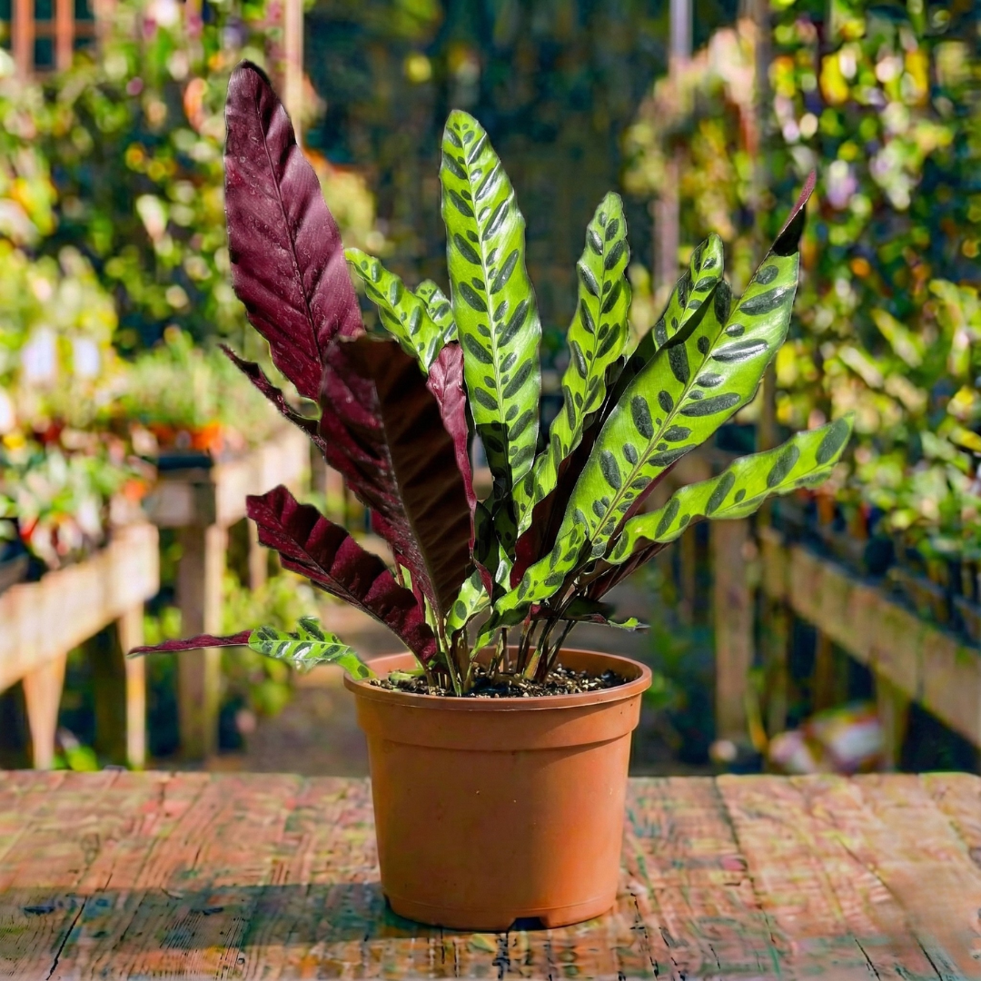 קלתאה אינסיגניס קוטר עציץ 20 ס"מ (רב שנתי לבית)