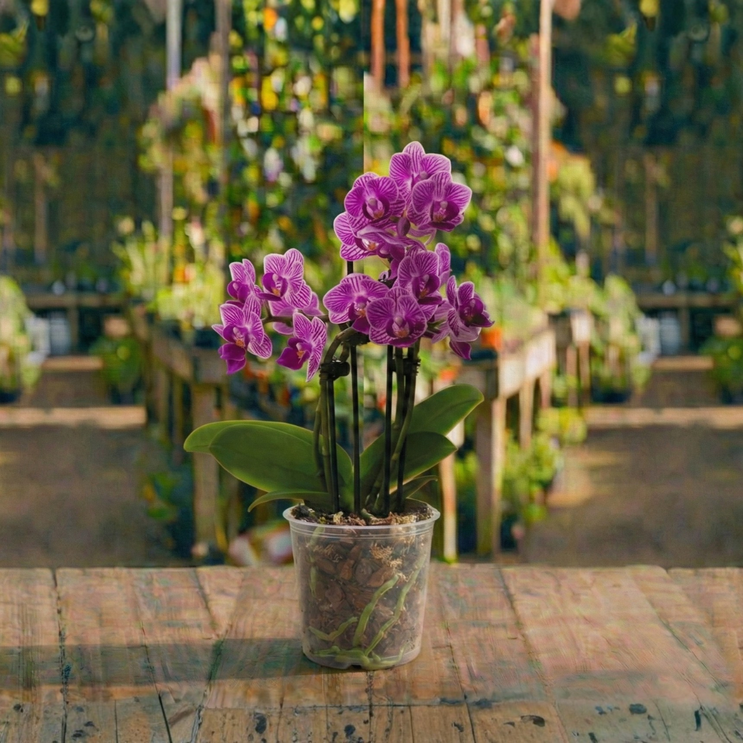 סחלב (אורכידאה) קוטר עציץ 18 ס"מ (רב שנתי לבית)