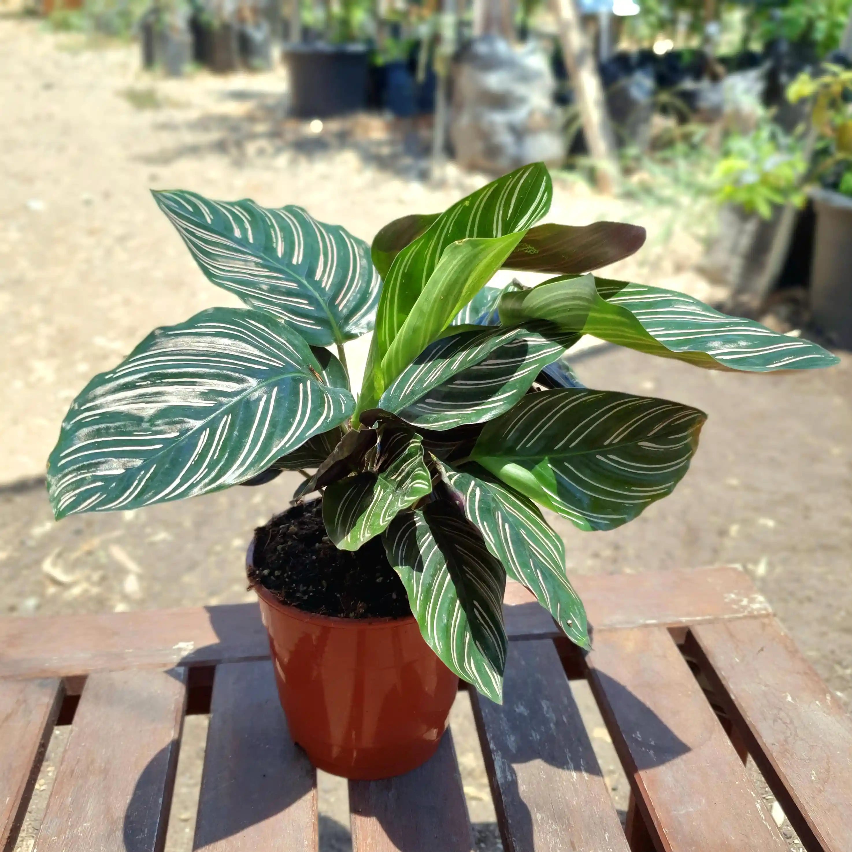 צמח קלתאה אורנטה