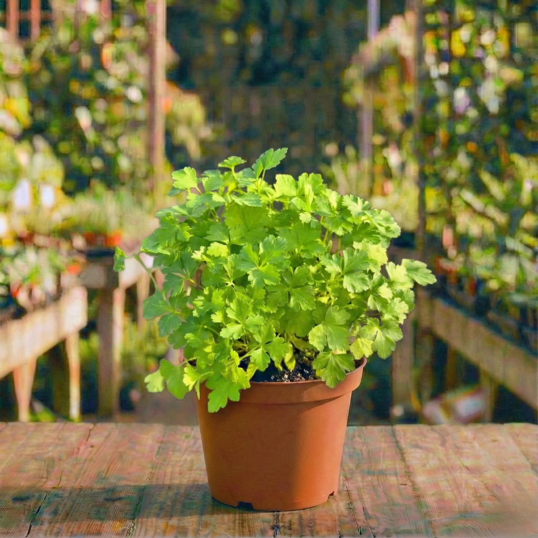 פטרוזיליה עציץ 12 ס"מ (רב שנתי לגינה)