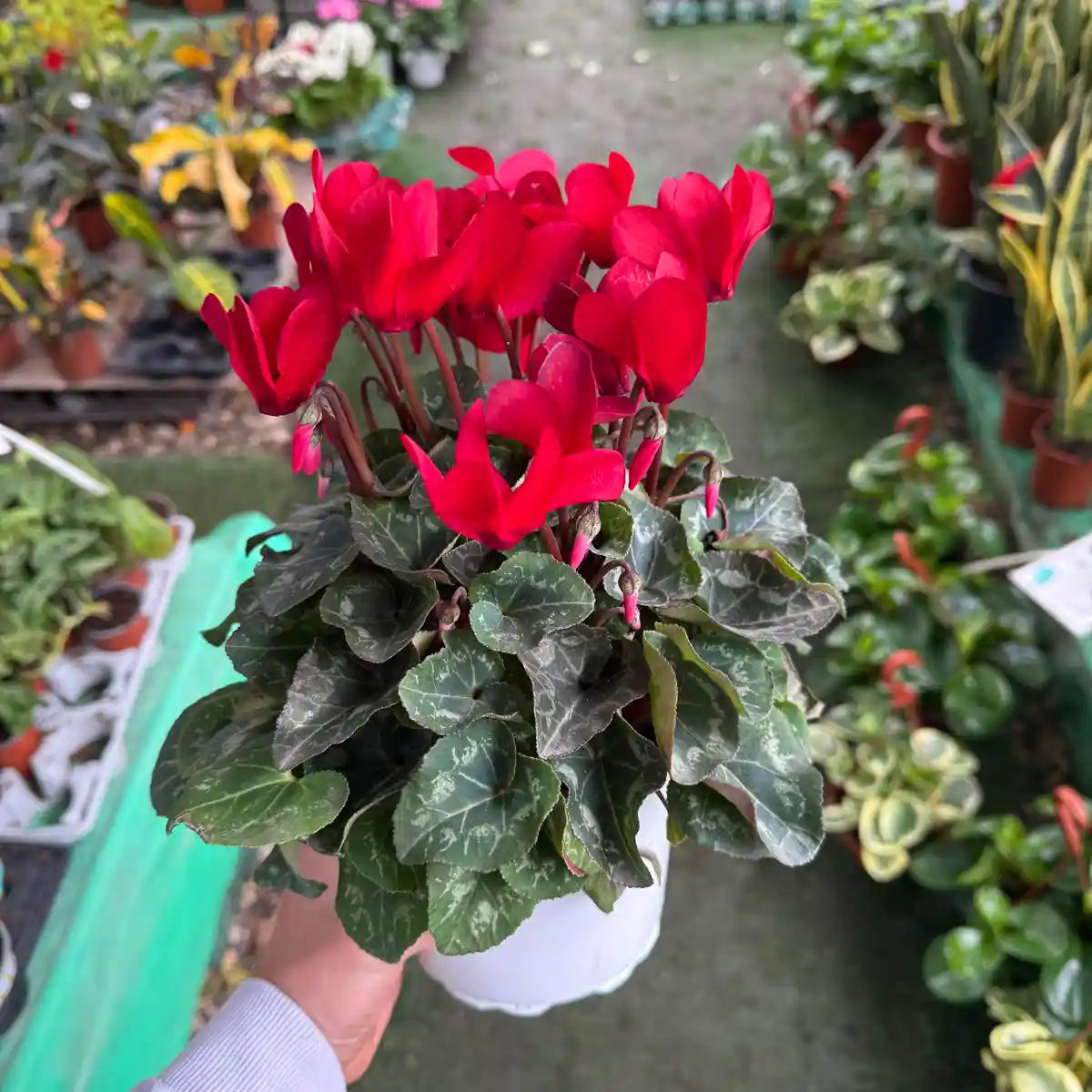 רקפת לבית ולגינה