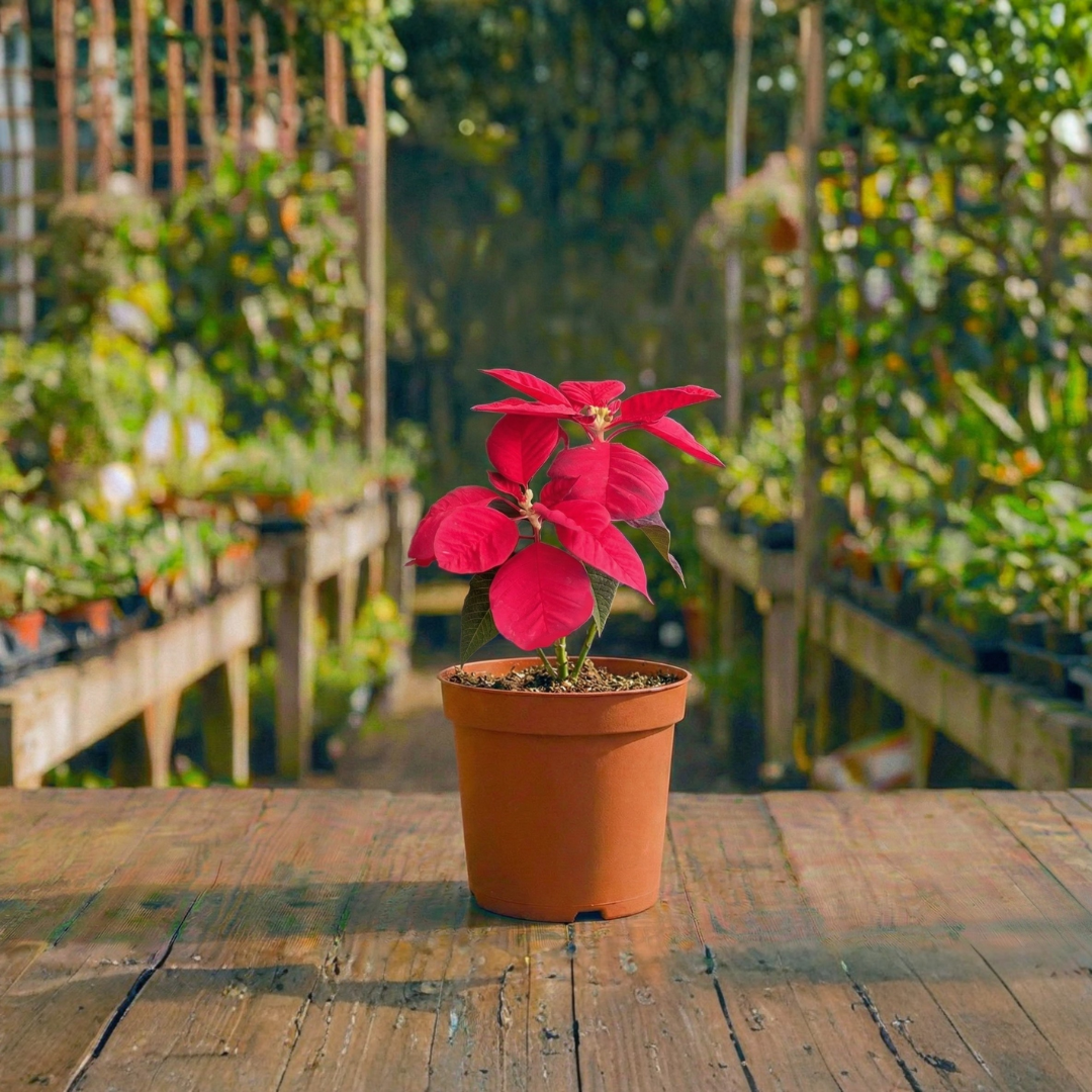 חלבלוב אדום קוטר עציץ 12 ס"מ (עונתי חורף-סתיו לבית)