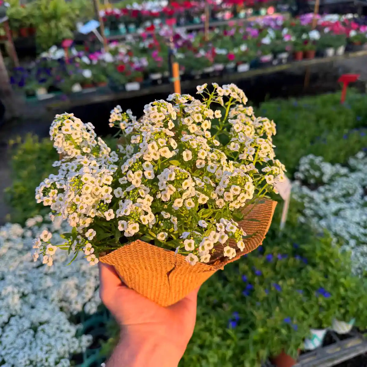 צמח סלסלי כסף עם פרחים לבנים קטנים בעטיפת יוטה