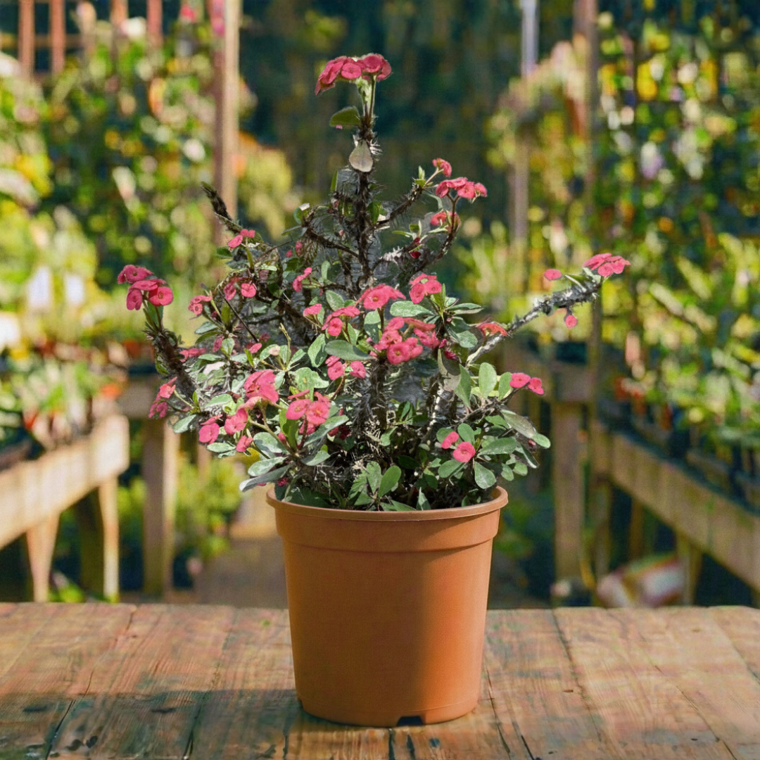 חלבלוב קוצני קוטר עציץ 24 ס"מ (10 ליטר) (רב שנתי לבית ולגינה)