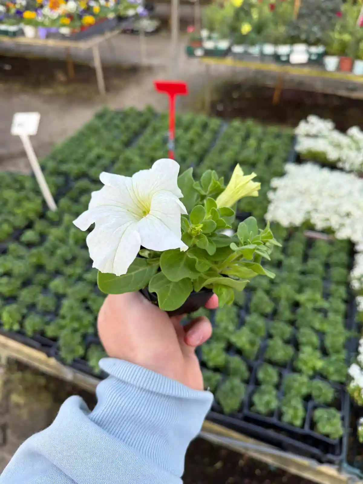 צמח פטוניה בכוסית קטנה עם פרח לבן גדול