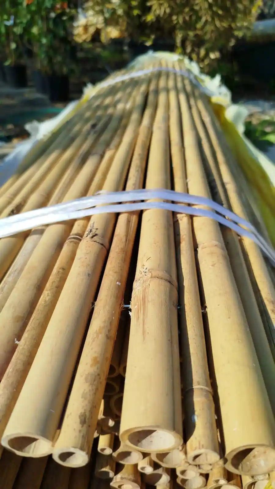 גדר במבוק מושחל