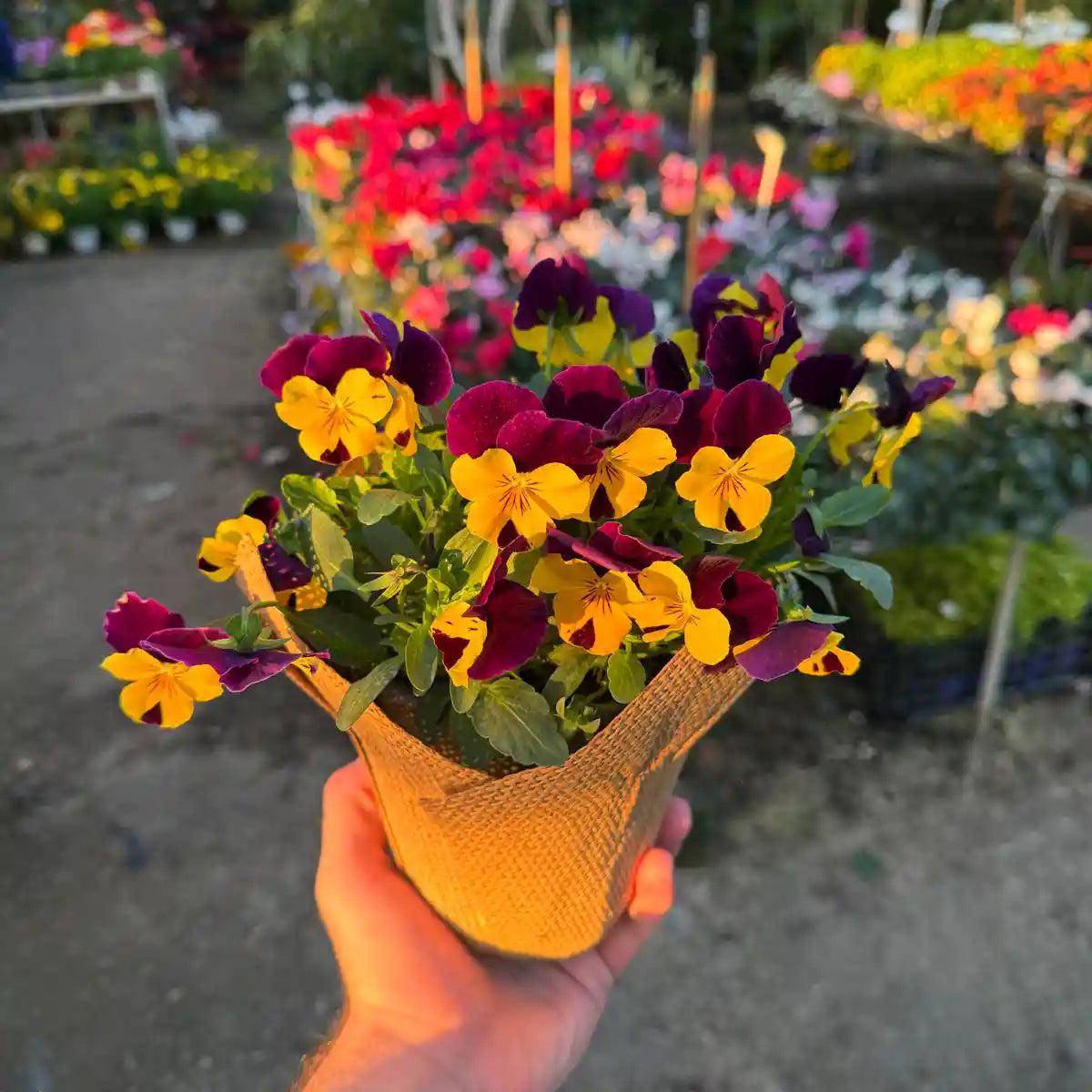 צמח אמנון ותמר עם פרחים צהובים סגולים בעטיפת יוטה